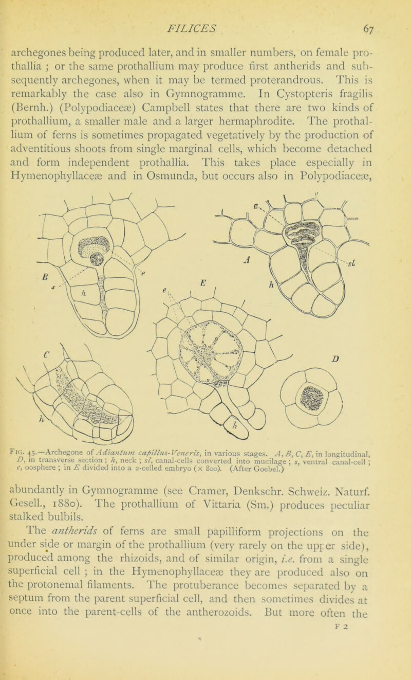 archegones being produced later, and in smaller numbers, on female pro- thallia ; or the same prothallium may produce first antherids and sub- sequently archegones, when it may be termed proterandrous. This is remarkably the case also in Gymnogramme. In Cystopteris fragilis (Bernh.) (Polypodiaceas) Campbell states that there are two kinds of prothallium, a smaller male and a larger hermaphrodite. The prothal- lium of ferns is sometimes propagated vegetatively by the production of adventitious shoots from single marginal cells, which become detached and form independent prothallia. This takes place especially in Hymenophyllaceae and in Osmunda, but occurs also in Polypodiacem, Fig. 45.—Archegone of Adiantum cafiillus- Veneris, in various stages. A, B, C, E, in longitudinal, D, in transverse section ; h, neck ; si, canal-cells converted into mucilage ; s, ventral canal-cell ; c, oosphere ; in E divided into a 2-celled embryo (x 800). (After Goebei.) abundantly in Gymnogramme (see Cramer, Denkschr. Schweiz. Naturf. Gesell., 1880). 1 he prothallium of Yittaria (Sm.) produces peculiar stalked bulbils. The antherids of ferns are small papilliform projections on the under side or margin of the prothallium (very rarely on the upper side), produced among the rhizoids, and ot similar origin, i.e. from a single superficial cell ; in the Hymenophyllacese they are produced also on the protonemal filaments. The protuberance becomes separated by a septum from the parent superficial cell, and then sometimes divides at once into the parent-cells of the antherozoids. But more often the