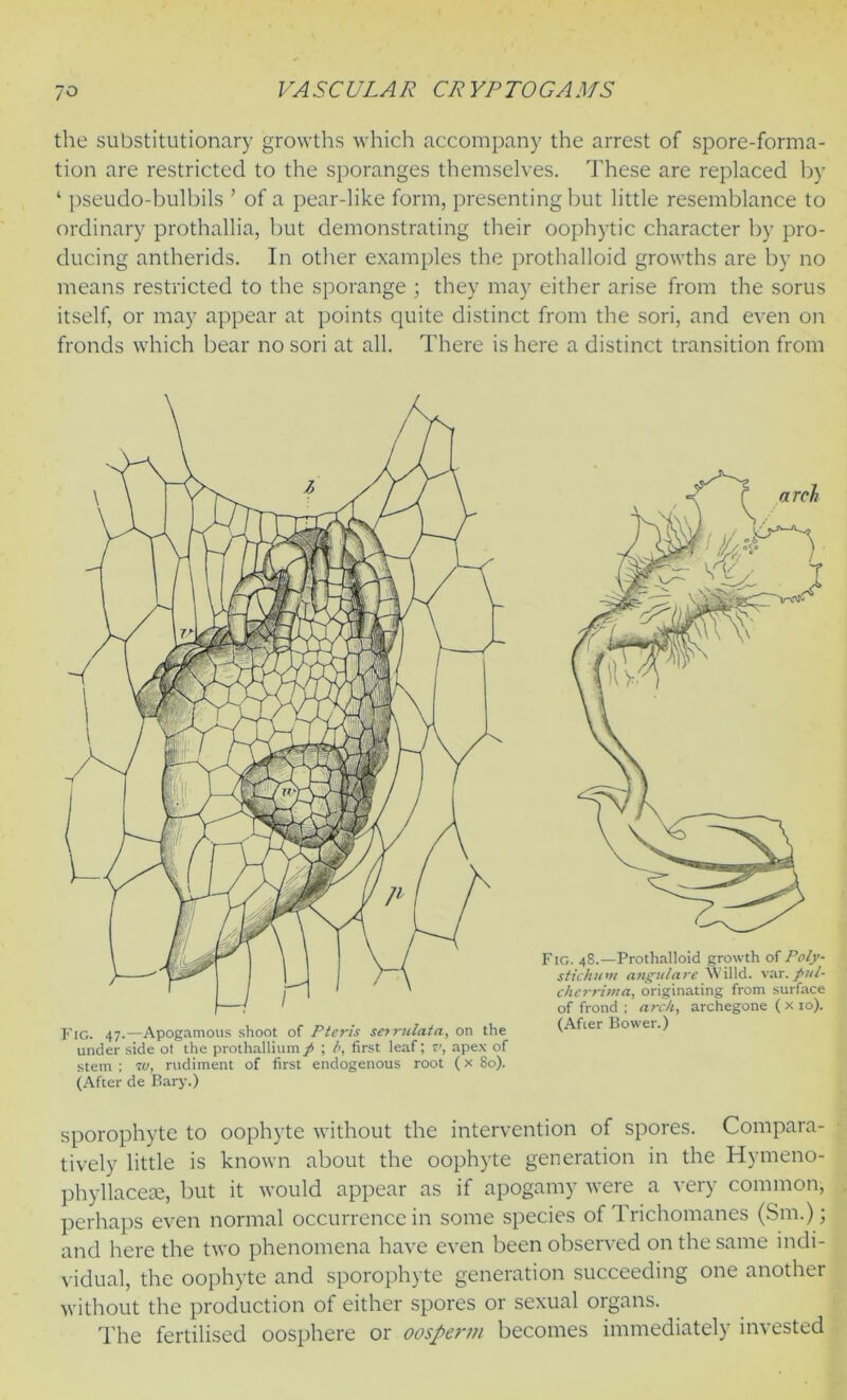 the substitutionary growths which accompany the arrest of spore-forma- tion are restricted to the sporanges themselves. These are replaced by ‘ pseudo-bulbils ’ of a pear-like form, presenting but little resemblance to ordinary prothallia, but demonstrating their oophytic character by pro- ducing antherids. In other examples the prothalloid growths are by no means restricted to the sporange ; they may either arise from the sorus itself, or may appear at points quite distinct from the sori, and even on fronds which bear no sori at all. There is here a distinct transition from Fig. 48.—Prothalloid growth of Poly- stichum angulare Willd. var. pul- cherrima, originating from surface of frond ; arch, archegone ( x 10). (After Bower.) sporophyte to oophyte without the intervention of spores. Compara- tively little is known about the oophyte generation in the Hymeno- phyllacese, but it would appear as if apogamy were a very common, perhaps even normal occurrence in some species of 1 richomanes (Sm.); and here the two phenomena have even been observed on the same indi- vidual, the oophyte and sporophyte generation succeeding one another without the production of either spores or sexual organs. The fertilised oosphere or oosperm becomes immediately invested