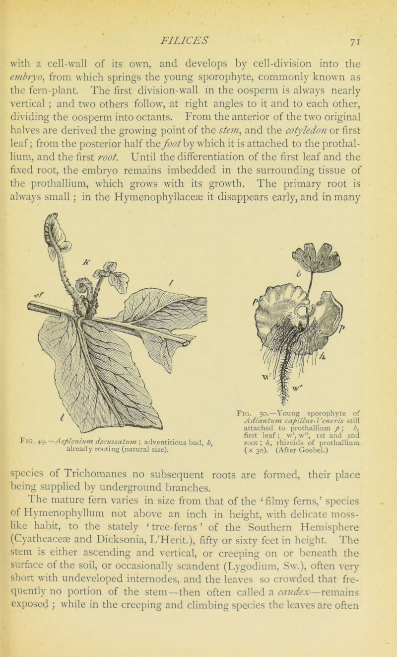 with a cell-wall of its own, and develops by cell-division into the embryo, from which springs the young sporophyte, commonly known as the fern-plant. The first division-wall in the oosperm is always nearly vertical ; and two others follow, at right angles to it and to each other, dividing the oosperm into octants. From the anterior of the two original halves are derived the growing point of the stem, and the cotyledon or first leaf; from the posterior half the foot by which it is attached to the prothal- lium, and the first root. Until the differentiation of the first leaf and the fixed root, the embryo remains imbedded in the surrounding tissue of the prothallium, which grows with its growth. The primary root is always small; in the Hymenophyllacete it disappears early, and in many species of Trichomanes no subsequent roots are formed, their place being supplied by underground branches. The mature fern varies in size from that of the ‘filmy ferns,’ species of Hymenophyllum not above an inch in height, with delicate moss- like habit, to the stately * tree-ferns ’ of the Southern Hemisphere (Cyatheaceae and Dicksonia, L’Herit.), fifty or sixty feet in height. The stem is either ascending and vertical, or creeping on or beneath the surface of the soil, or occasionally scandent (Lygodium, Sw.), often very short with undeveloped internodes, and the leaves so crowded that fre- quently no portion of the stem—then often called a caudex—remains exposed ; while in the creeping and climbing species the leaves are often Fig. 49. —Asplenium decussatum ; adventitious bud, k, already rooting (natural size). Fig. 50.—Young sporophyte of Adiantum capillus-l'cneris still attached to prothallium p ; b, first leaf; w', w, 1st and 2nd root; h, rhizoids of prothallium ( x 30). (After Goebel.)