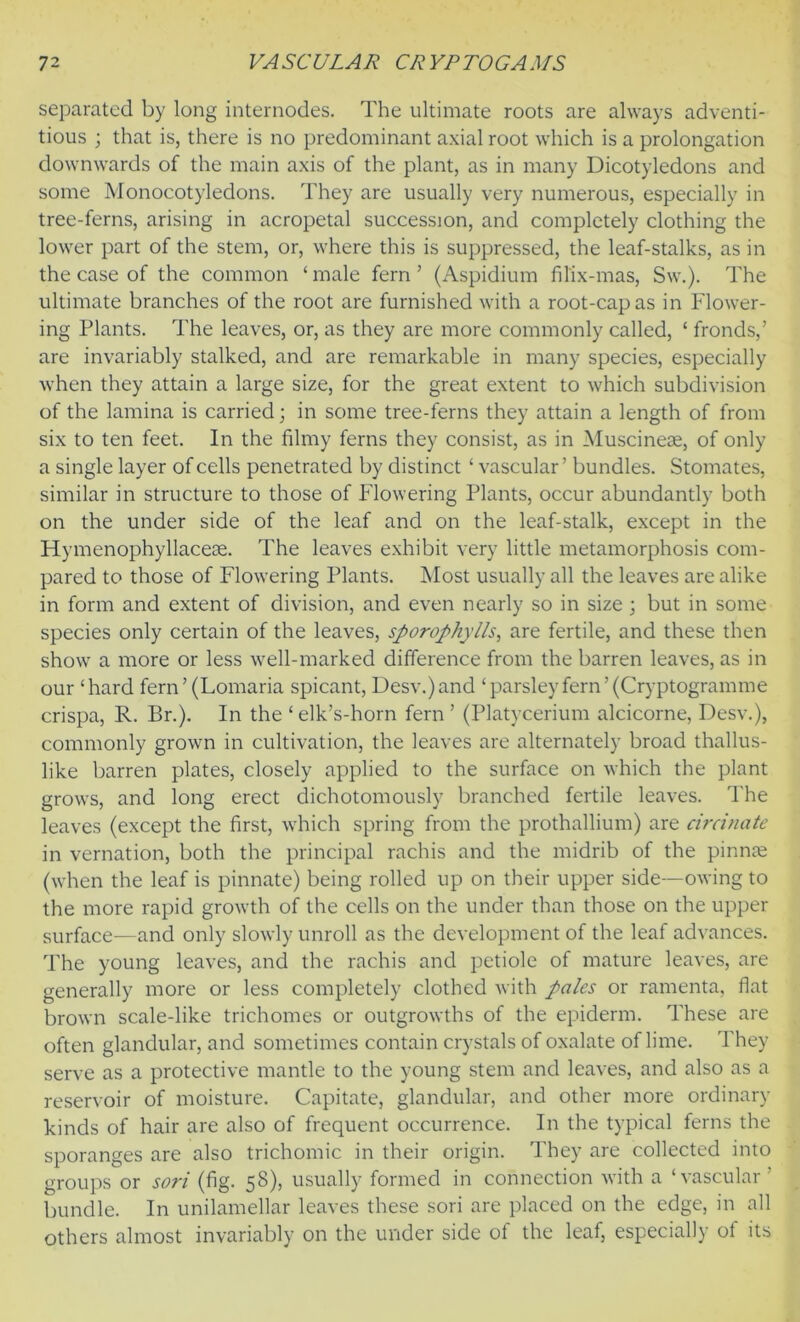 separated by long internodes. The ultimate roots are always adventi- tious ; that is, there is no predominant axial root which is a prolongation downwards of the main axis of the plant, as in many Dicotyledons and some Monocotyledons. They are usually very numerous, especially in tree-ferns, arising in acropetal succession, and completely clothing the lower part of the stem, or, where this is suppressed, the leaf-stalks, as in the case of the common ‘ male fern ’ (Aspidium fil'ix-mas, Sw.). The ultimate branches of the root are furnished with a root-cap as in Flower- ing Plants. The leaves, or, as they are more commonly called, £ fronds,’ are invariably stalked, and are remarkable in many species, especially when they attain a large size, for the great extent to which subdivision of the lamina is carried; in some tree-ferns they attain a length of from six to ten feet. In the filmy ferns they consist, as in Muscineas, of only a single layer of cells penetrated by distinct ‘ vascular ’ bundles. Stomates, similar in structure to those of Flowering Plants, occur abundantly both on the under side of the leaf and on the leaf-stalk, except in the Hymenophyllaceae. The leaves exhibit very little metamorphosis com- pared to those of Flowering Plants. Most usually all the leaves are alike in form and extent of division, and even nearly so in size; but in some species only certain of the leaves, sporophylls, are fertile, and these then show a more or less well-marked difference from the barren leaves, as in our ‘hard fern ’ (Lomaria spicant, Desv.)and ‘parsley fern’(Cryptogramme crispa, R. Br.). In the ‘ elk’s-horn fern ’ (Platycerium alcicorne, Desv.), commonly grown in cultivation, the leaves are alternately broad thallus- like barren plates, closely applied to the surface on which the plant grows, and long erect dichotomously branched fertile leaves. The leaves (except the first, which spring from the prothallium) are circinate in vernation, both the principal rachis and the midrib of the pinnai (when the leaf is pinnate) being rolled up on their upper side—owing to the more rapid growth of the cells on the under than those on the upper surface—and only slowly unroll as the development of the leaf advances. The young leaves, and the rachis and petiole of mature leaves, are generally more or less completely clothed with pales or ramenta, fiat brown scale-like trichomes or outgrowths of the epiderm. These are often glandular, and sometimes contain crystals of oxalate of lime. They serve as a protective mantle to the young stem and leaves, and also as a reservoir of moisture. Capitate, glandular, and other more ordinary kinds of hair are also of frequent occurrence. In the typical ferns the sporanges are also trichomic in their origin. They are collected into groups or sori (fig. 58), usually formed in connection with a ‘vascular’ bundle. In unilamellar leaves these sori are placed on the edge, in all others almost invariably on the under side of the leaf, especially of its