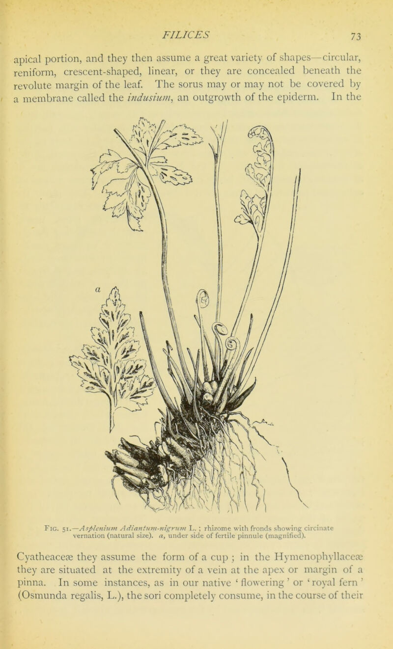 apical portion, and they then assume a great variety of shapes—circular, reniform, crescent-shaped, linear, or they are concealed beneath the revolute margin of the leaf. The sorus may or may not be covered by a membrane called the indusium, an outgrowth of the epiderm. In the Fig. 51.—Aspleniunt Adiantum-nigrum L. ; rhizome with fronds showing circinate vernation (natural size), a, under side of fertile pinnule (magnified). Cyatheacese they assume the form of a cup ; in the Hymenophyllaceae they are situated at the extremity of a vein at the apex or margin of a pinna. In some instances, as in our native ‘ flowering ’ or ‘ royal fern ’ (Osmunda regalis, L.), the sori completely consume, in the course of their