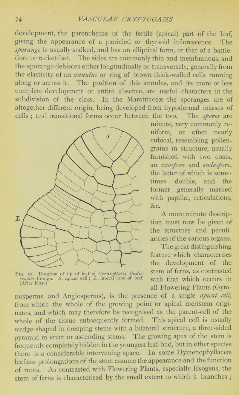 development, the parenchyme of the fertile (apical) part of the leaf, giving the appearance of a panicled or thyrsoid inflorescence. The sporange is usually stalked, and has an elliptical form, or that of a battle- dore or racket-bat. The sides are commonly thin and membranous, and the sporange dehisces either longitudinally or transversely, generally from the elasticity of an annulus or ring of brown thick-walled cells running along or across it. The position of this annulus, and its more or less complete development or entire absence, are useful characters in the subdivision of the class. In the Marattiacese the sporanges are of altogether different origin, being developed from hypodermal masses of cells ; and transitional forms occur between the two. The spores are minute, very commonly re- niform, or often nearly cubical, resembling pollen- grains in structure, usually furnished with two coats, an exospore and endospore, the latter of which is some- times double, and the former generally marked with papillae, reticulations, &c. A more minute descrip- tion must now be given of the structure and peculi- arities of the various organs. The great distinguishing feature which characterises the development of the stem of ferns, as contrasted with that which occurs in all Flowering Plants (Gym- nosperms and Angiosperms), is the presence of a single apical cell, from which the whole of the growing point or apical meristem origi- nates, and which may therefore be recognised as the parent-cell of the whole of the tissue subsequently formed. This apical cell is usually wedge-shaped in creeping stems with a bilateral structure, a three-sided pyramid in erect or ascending stems. The growing apex of the stem is frequently completely hidden in the youngest leaf-bud, but in other species there is a considerable intervening space. In some Hymenophyllaceae leafless prolongations of the stem assume the appearance and the function of roots. As contrasted with Flowering Plants, especially Exogens, the stem of ferns is characterised by the small extent to which it branches ; Fig. 52. — Diagram of tip of leaf of Ceratopteris thalic- troides Brongn. S, apical cell ; L, lateral lobe of leaf. (After Kny.)