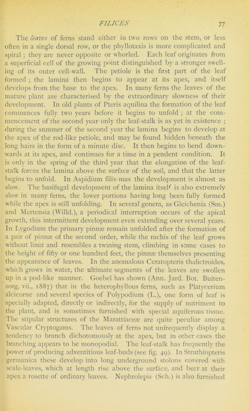 The leaves of ferns stand either in two rows on the stem, or less often in a single dorsal row, or the phyllotaxis is more complicated and spiral; they are never opposite or whorled. Each leaf originates from a superficial cell of the growing point distinguished by a stronger swell- ing of its outer cell-wall. The petiole is the first part of the leaf formed ; the lamina then begins to appear at its apex, and itself develops from the base to the apex. In many ferns the leaves of the mature plant are characterised by the extraordinary slowness of their development. In old plants of Pteris aquilina the formation of the leaf commences fully two years before it begins to unfold ; at the com- mencement of the second year only the leaf-stalk is as yet in existence ; during the summer of the second year the lamina begins to develop at the apex of the rod-like petiole, and may be found hidden beneath the long hairs in the form of a minute disc. It then begins to bend down- wards at its apex, and continues for a time in a pendent condition. It is only in the spring of the third year that the elongation of the leaf- stalk forces the lamina above the surface of the soil, and that the latter begins to unfold. In Aspidium filix-mas the development is almost as slow. The basifugal development of the lamina itseK is also extremely slow in many ferns, the lower portions having long been fully formed while the apex is still unfolding. In several genera, as Gleichenia (Sm.) and Mertensia (Willd.), a periodical interruption occurs of the apical growth, this intermittent development even extending over several years. In Lygodium the primary pinnae remain unfolded after the formation of a pair of pinnae of the second order, while the rachis of the leaf grows without limit and resembles a twining stem, climbing in some cases to the height of fifty or one hundred feet, the pinnae themselves presenting the appearance of leaves. In the anomalous Ceratopteris thalictroides, which grows in water, the ultimate segments of the leaves are swollen up in a pod-like manner. Goebel has shown (Ann. Jard. Bot. Buiten- zorg, vii., 1887) that in the heterophyllous ferns, such as Platycerium alcieorne and several species of Polypodium (L.), one form of leaf is specially adapted, directly or indirectly, for the supply of nutriment to the plant, and is sometimes furnished with special aquiferous tissue. The stipular structures of the Marattiaceee are quite peculiar among Vascular Cryptogams. The leaves of ferns not unfrequently display a tendency to branch dichotonrously at the apex, but in other cases the branching appears to be monopodial. The leaf-stalk has frequently the power of producing adventitious leaf-buds (see fig. 49). In Struthiopteris germanica these develop into long underground stolons covered with scale-leaves, which at length rise above the surface, and beer at their apex a rosette of ordinary leaves. Nephrolepis (Sch.) is also furnished