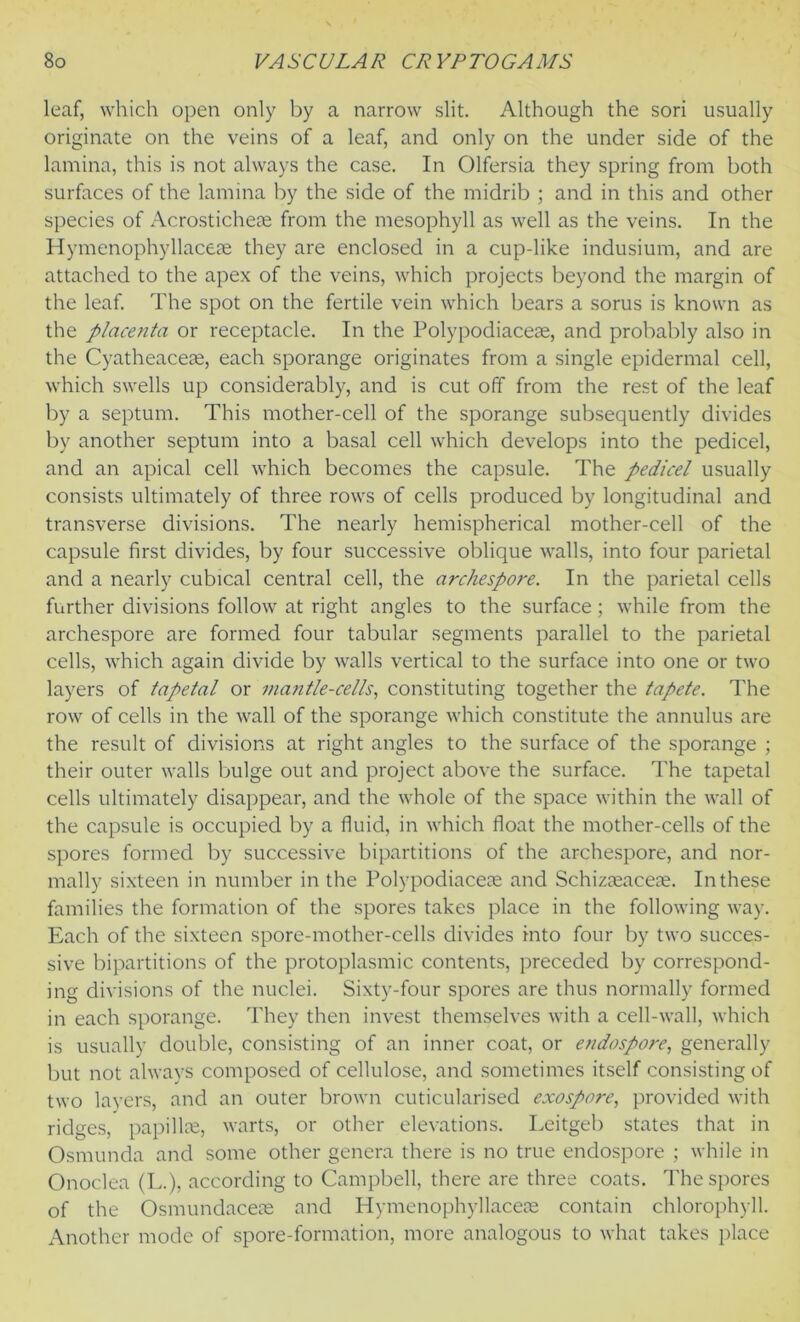 leaf, which open only by a narrow slit. Although the sori usually originate on the veins of a leaf, and only on the under side of the lamina, this is not always the case. In Olfersia they spring from both surfaces of the lamina by the side of the midrib ; and in this and other species of AcrosticheEe from the mesophyll as well as the veins. In the Hymenophyllacese they are enclosed in a cup-like indusium, and are attached to the apex of the veins, which projects beyond the margin of the leaf. The spot on the fertile vein which bears a sorus is known as the placenta or receptacle. In the Polypodiaceae, and probably also in the Cyatheacere, each sporange originates from a single epidermal cell, which swells up considerably, and is cut off from the rest of the leaf by a septum. This mother-cell of the sporange subsequently divides by another septum into a basal cell which develops into the pedicel, and an apical cell which becomes the capsule. The pedicel usually consists ultimately of three rows of cells produced by longitudinal and transverse divisions. The nearly hemispherical mother-cell of the capsule first divides, by four successive oblique walls, into four parietal and a nearly cubical central cell, the archespore. In the parietal cells further divisions follow at right angles to the surface; while from the archespore are formed four tabular segments parallel to the parietal cells, which again divide by walls vertical to the surface into one or two layers of tapetal or mantle-cells, constituting together the tapete. The row of cells in the wall of the sporange which constitute the annulus are the result of divisions at right angles to the surface of the sporange ; their outer walls bulge out and project above the surface. The tapetal cells ultimately disappear, and the whole of the space within the wall of the capsule is occupied by a fluid, in which float the mother-cells of the spores formed by successive bipartitions of the archespore, and nor- mally sixteen in number in the Polypodiaceae and Schizoeaceae. In these families the formation of the spores takes place in the following way. Each of the sixteen spore-mother-cells divides into four by two succes- sive bipartitions of the protoplasmic contents, preceded by correspond- ing divisions of the nuclei. Sixty-four spores are thus normally formed in each sporange. They then invest themselves with a cell-wall, which is usually double, consisting of an inner coat, or endospore, generally but not always composed of cellulose, and sometimes itself consisting of two layers, and an outer brown cuticularised exospore, provided with ridges, papillae, warts, or other elevations. Leitgeb states that in Osmunda and some other genera there is no true endospore ; while in Onoclea (L.), according to Campbell, there are three coats. The spores of the Osmundacere and Hymenophyllaceas contain chlorophyll. Another mode of spore-formation, more analogous to what takes place