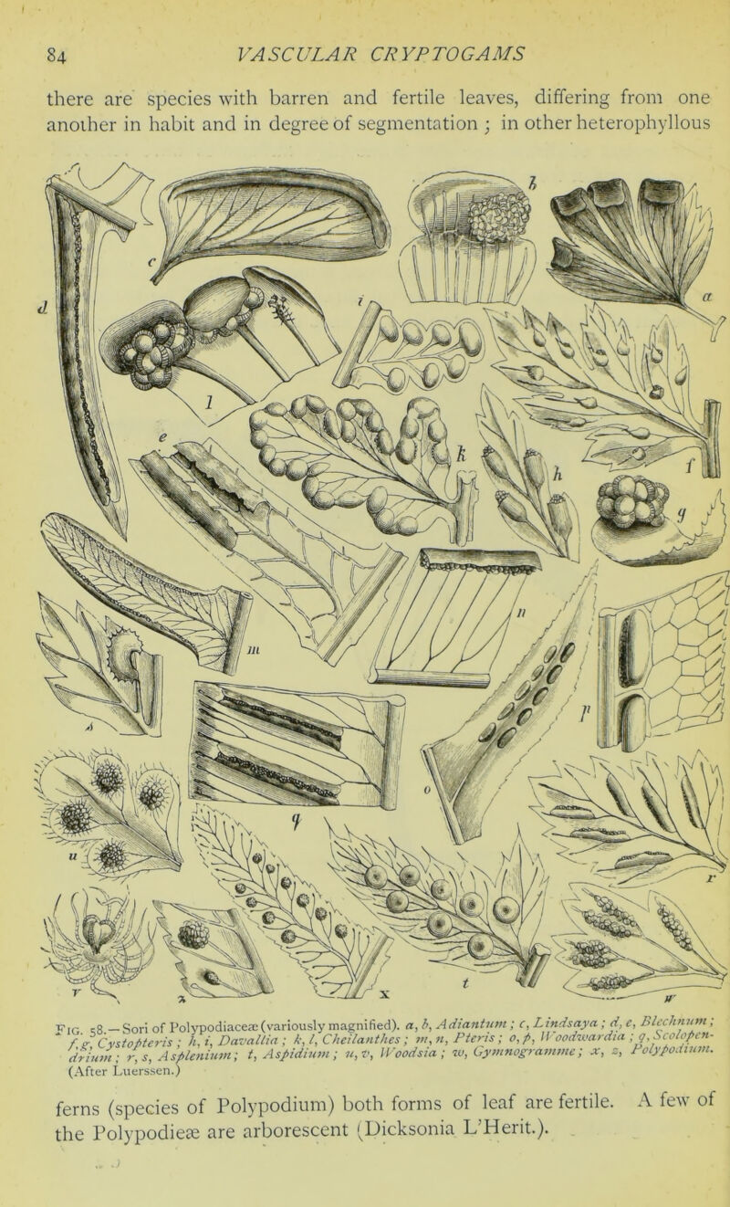 there are species with barren and fertile leaves, differing from one another in habit and in degree of segmentation ; in other heterophyllous (After Luerssen.) ferns (species of Polypodium) both forms of leaf are fertile. A few of the Polypodies are arborescent (Dicksonia L’Herit.).