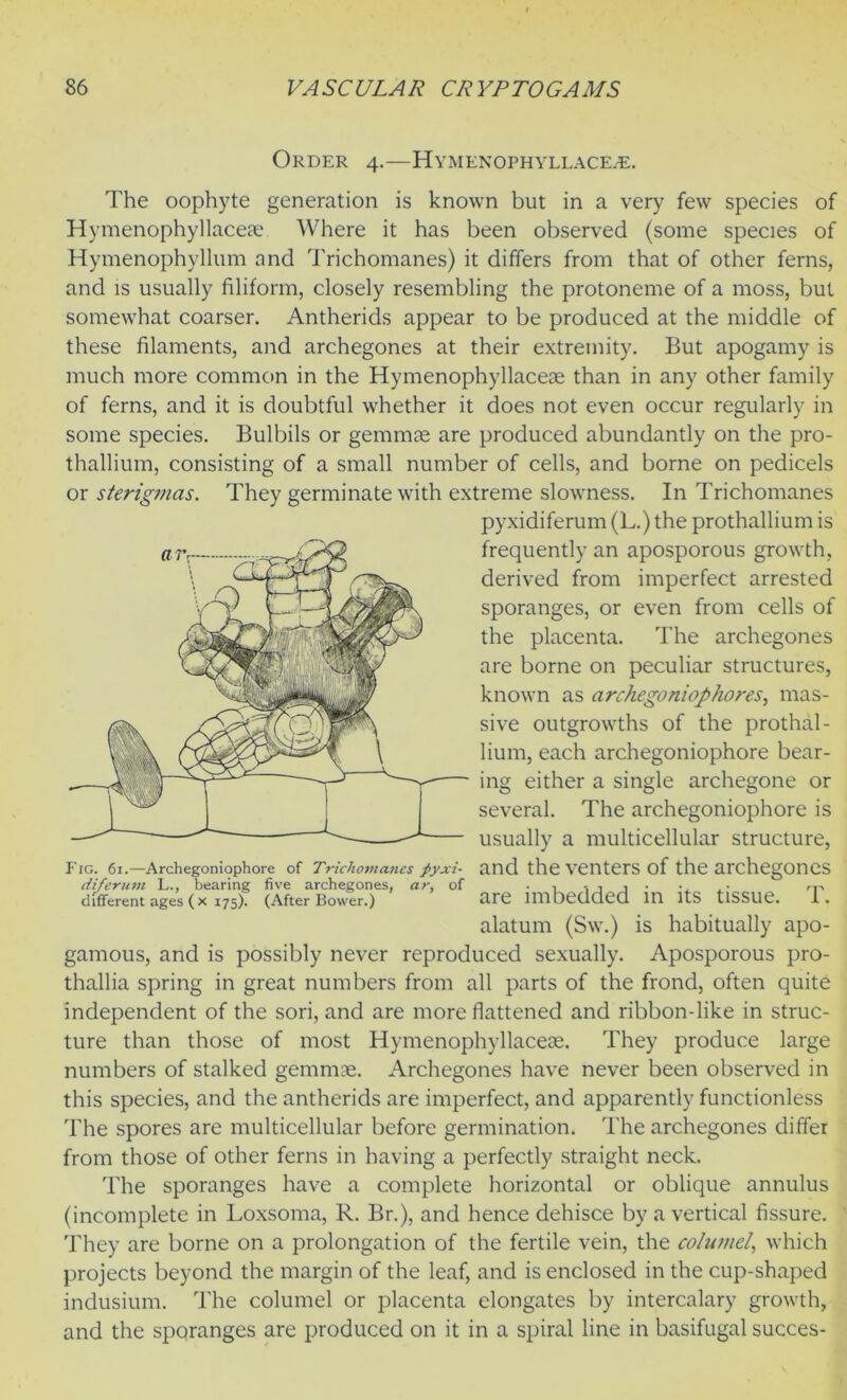 Order 4.-—Hymenophyllaceae. The oophyte generation is known but in a very few species of Hymenophyllacete Where it has been observed (some species of Hymenophyllum and Trichomanes) it differs from that of other ferns, and is usually filiform, closely resembling the protoneme of a moss, but somewhat coarser. Antherids appear to be produced at the middle of these filaments, and archegones at their extremity. But apogamy is much more common in the Hymenophyllaceae than in any other family of ferns, and it is doubtful whether it does not even occur regularly in some species. Bulbils or gemmae are produced abundantly on the pro- thallium, consisting of a small number of cells, and borne on pedicels or sterigmas. They germinate with extreme slowness. In Trichomanes pyxidiferum (L.) the prothallium is frequently an aposporous growth, derived from imperfect arrested sporanges, or even from cells of the placenta. The archegones are borne on peculiar structures, known as archegoniophores, mas- sive outgrowths of the prothal- lium, each archegoniophore bear- ing either a single archegone or several. The archegoniophore is usually a multicellular structure, and the venters of the archegones Fig. 61.—Archegoniophore of Trichomanes pyxi- diferum L., bearing five archegones, ar, of different ages ( x 175). (After Bower.) are imbedded in its tissue. T. alatum (Sw.) is habitually apo- gamous, and is possibly never reproduced sexually. Aposporous pro- thallia spring in great numbers from all parts of the frond, often quite independent of the sori, and are more flattened and ribbon-like in struc- ture than those of most Hymenophyllaceae. They produce large numbers of stalked gemmae. Archegones have never been observed in this species, and the antherids are imperfect, and apparently functionless The spores are multicellular before germination. The archegones differ from those of other ferns in having a perfectly straight neck. The sporanges have a complete horizontal or oblique annulus (incomplete in Loxsoma, R. Br.), and hence dehisce by a vertical fissure. They are borne on a prolongation of the fertile vein, the columel, which projects beyond the margin of the leaf, and is enclosed in the cup-shaped indusium. The columel or placenta elongates by intercalary growth, and the sporanges are produced on it in a spiral line in basifugal succes-