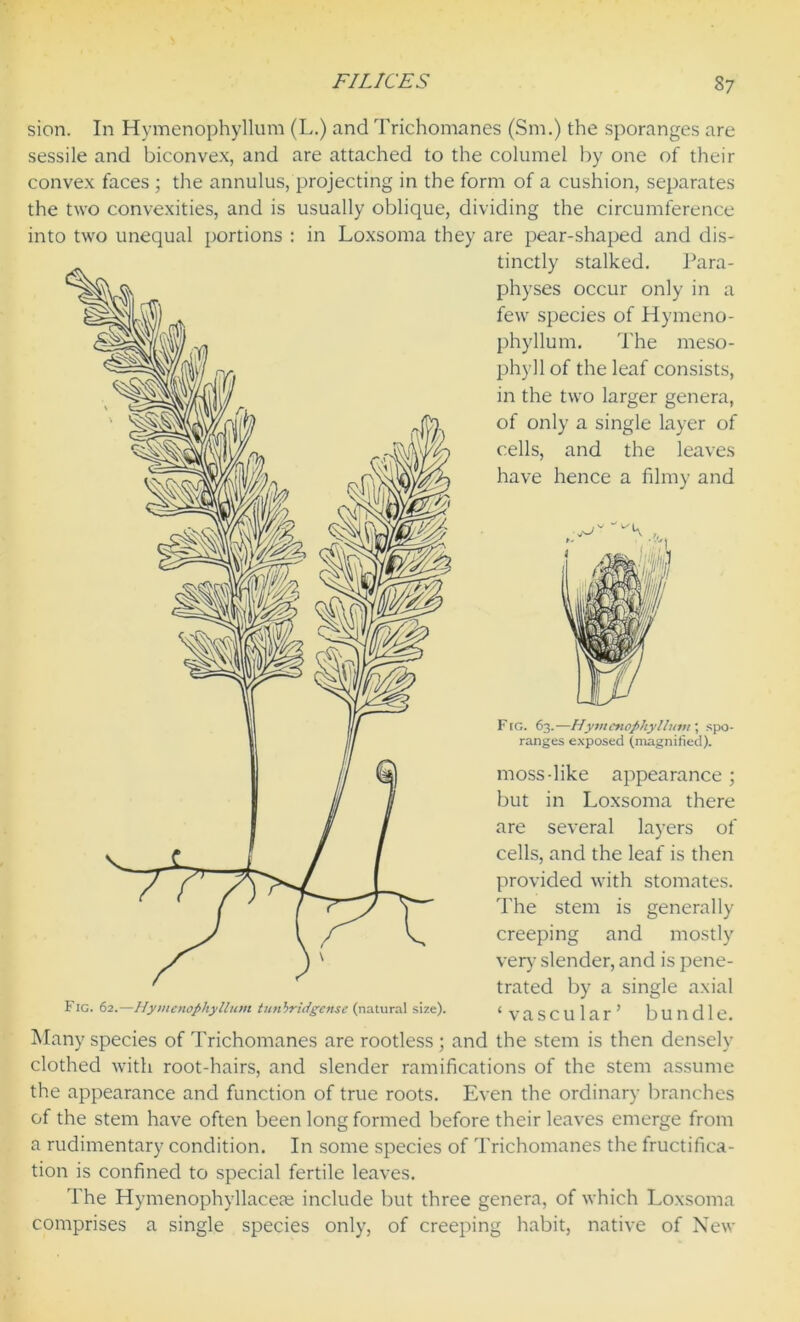 sion. In Hymenophyllum (L.) and Trichomanes (Sm.) the sporanges are sessile and biconvex, and are attached to the columel by one of their convex faces ; the annulus, projecting in the form of a cushion, separates the two convexities, and is usually oblique, dividing the circumference into two unequal portions : in Loxsoma they are pear-shaped and dis- tinctly stalked. Para- physes occur only in a few species of Hymeno- phyllum. The meso- phyll of the leaf consists, in the two larger genera, of only a single layer of cells, and the leaves have hence a filmy and F (G. 63.—Hymenophyllum; spo- ranges exposed (magnified). moss-like appearance ; but in Loxsoma there are several layers of cells, and the leaf is then provided with stomates. The stem is generally creeping and mostly very slender, and is pene- trated by a single axial F ig. 62.—Hy>nenophyllum tunhricfgcnse (natural size). * vascular* bundle Many species of Trichomanes are rootless; and the stem is then densely clothed with root-hairs, and slender ramifications of the stem assume the appearance and function of true roots. Even the ordinary branches of the stem have often been long formed before their leaves emerge from a rudimentary condition. In some species of Trichomanes the fructifica- tion is confined to special fertile leaves. The Hymenophyllacese include but three genera, of which Loxsoma comprises a single species only, of creeping habit, native of New