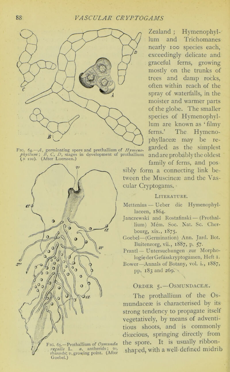 Fig. 64.—A, germinating spore and prothallium of Hyt/teno- fhyllum ; B, C, D, stages in development of prothallium (x 120). (After Luerssen.) Zealand ; Hymenophyl- lum and Trichomanes nearly 100 species each, exceedingly delicate and graceful ferns, growing mostly on the trunks of trees and damp rocks, often within reach of the spray of waterfalls, in the moister and warmer parts of the globe. The smaller species of Hymenophyl- lum are known as ‘ filmy ferns.’ The Hymeno- phyllacese may be re- garded as the simplest and are probably the oldest family of ferns, and pos- sibly form a connecting link be- tween the Muscinese and the Vas- cular Cryptogams. Literature. Mettenius — Ueber die Hymenophyl- laceen, 1864. Janczewski and Rostafinski — (Prothal- lium) Mem. Soc. Nat. Sc. Cher- bourg, xix., 1875. Goebel—(Germination) Ann. Jard. Bot. Buitenzorg, vii., 1887, p. 57. Prantl — Untersuchungen zur Morpho- logic derGefasskryptogamen, Heft 1. Bower—Annals of Botany, vol. i., 1887, pp. 183 and 269. > S. \ Order 5.—Osmundace/e. The prothallium of the Os- mundacese is characterised by its strong tendency to propagate itself vegetatively, by means of adventi- tious shoots, and is commonly dioecious, springing directly from the spore. It is usually ribbon- shaped, with a well-defined midrib