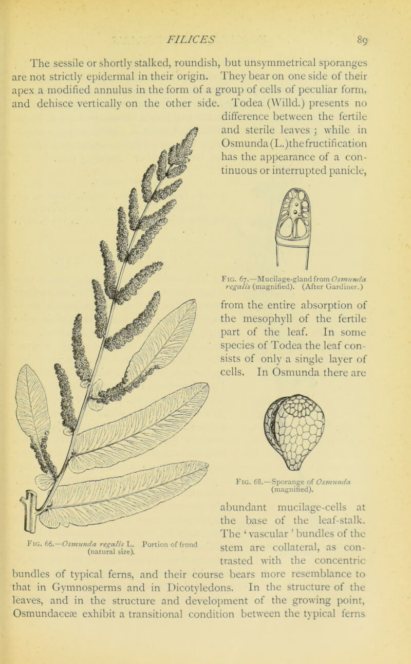 The sessile or shortly stalked, roundish, but unsymmetrical sporanges are not strictly epidermal in their origin. They bear on one side of their apex a modified annulus in the form of a group of cells of peculiar form, and dehisce vertically on the other side. Todea (Willd.) presents no difference between the fertile and sterile leaves ; while in Osmunda(L.)the fructification has the appearance of a con- tinuous or interrupted panicle, F ig. 67.—Mucilage-gland from Osmunda regalis (magnified). (After Gardiner.) from the entire absorption of the mesophyll of the fertile part of the leaf. In some species of Todea the leaf con- sists of only a single layer of cells. In Osmunda there are Portion of frond Fig. 68.—Sporange of Osmunda (magnified). abundant mucilage-cells at the base of the leaf-stalk. The ‘vascular ’ bundles of the stem are collateral, as con- trasted with the concentric bundles of typical ferns, and their course bears more resemblance to that in Gymnosperms and in Dicotyledons. In the structure of the leaves, and in the structure and development of the growing point, Osmundacete exhibit a transitional condition between the typical ferns Fig. 66.—Osmunda regalis L. (natural size).