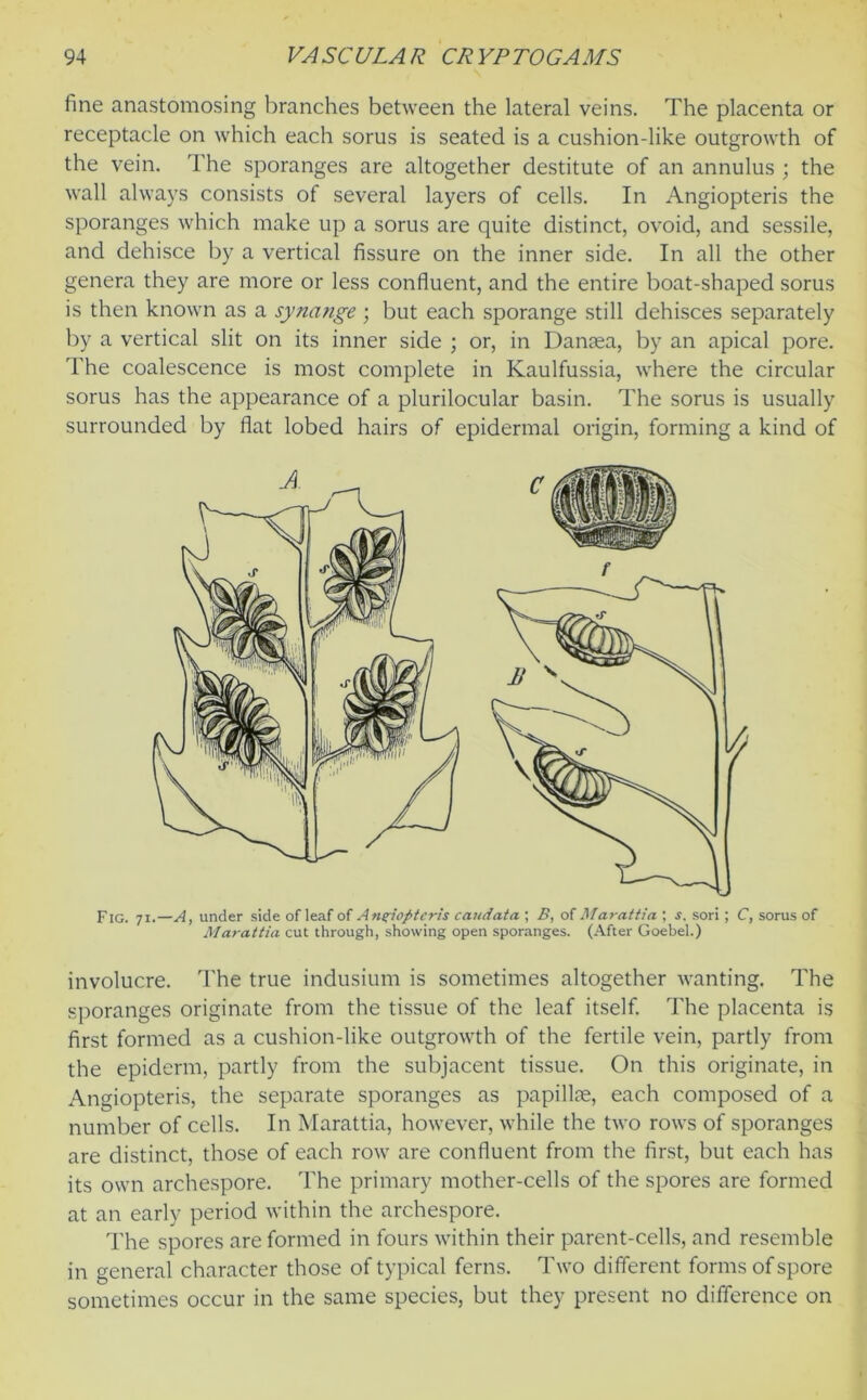 fine anastomosing branches between the lateral veins. The placenta or receptacle on which each sorus is seated is a cushion-like outgrowth of the vein. The sporanges are altogether destitute of an annulus ; the wall always consists of several layers of cells. In Angiopteris the sporanges which make up a sorus are quite distinct, ovoid, and sessile, and dehisce by a vertical fissure on the inner side. In all the other genera they are more or less confluent, and the entire boat-shaped sorus is then known as a synange ; but each sporange still dehisces separately by a vertical slit on its inner side ; or, in Danaea, by an apical pore. The coalescence is most complete in Kaulfussia, where the circular sorus has the appearance of a plurilocular basin. The sorus is usually surrounded by flat lobed hairs of epidermal origin, forming a kind of Fig. 71.—A, under side of leaf of Angiopteris caudata ; B, of Marattia ; s. sori; C, sorus of Marattia cut through, showing open sporanges. (After Goebel.) involucre. The true indusium is sometimes altogether wanting. The sporanges originate from the tissue of the leaf itself. The placenta is first formed as a cushion-like outgrowth of the fertile vein, partly from the epiderm, partly from the subjacent tissue. On this originate, in Angiopteris, the separate sporanges as papillae, each composed of a number of cells. In Marattia, however, while the two rows of sporanges are distinct, those of each row are confluent from the first, but each has its own archespore. The primary mother-cells of the spores are formed at an early period within the archespore. The spores are formed in fours within their parent-cells, and resemble in general character those of typical ferns. Two different forms of spore sometimes occur in the same species, but they present no difference on