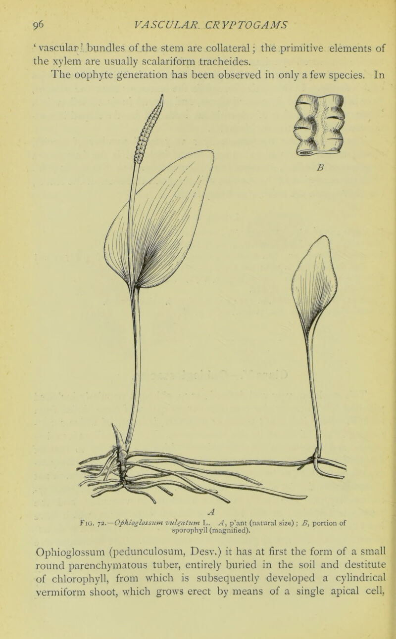 ‘ vascular ’ bundles of the stem are collateral; the primitive elements of the xylem are usually scalariform tracheides. The oophyte generation has been observed in only a few species. In Ophioglossum (pedunculosum, Desv.) it has at first the form of a small round parenchymatous tuber, entirely buried in the soil and destitute of chlorophyll, from which is subsequently developed a cylindrical vermiform shoot, which grows erect by means of a single apical cell, A Fig. 73.—Ophioglossum vulgatum L. A, p'ant (natural size) ; B, portion of sporopbyll (magnified).