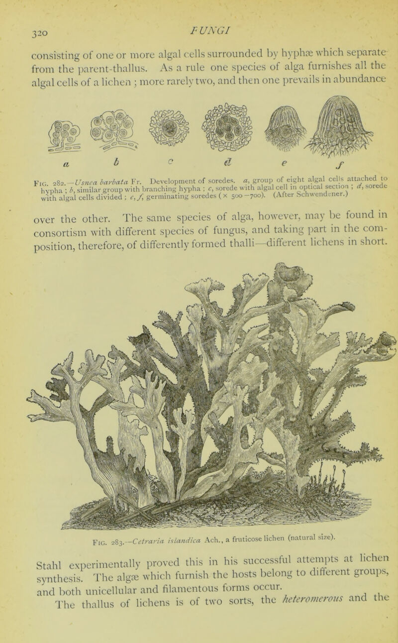 32° consisting of one or more algal cells surrounded by hyphre which sepa.ra.te from the parent-thallus. As a rule one species of alga furnishes all the algal cells of a lichen ; more rarely two, and then one prevails in abundance Fig 282.—Usnca bar bat a Fr. Development of soredes. a, group ofeight algal cells attached to hypha ; b, similar group with branching hypha ; c, .sorede with algal cell in optical section , d, sorede with algal cells divided ; e, f, germinating soredes ( x 500 -700). (After Schwendener.) over the other. The same species of alga, however, may be found in consortism with different species of fungus, and taking part in the com- position, therefore, of differently formed thalli—different lichens in short. Cetraria islandica Ach., a fruticose lichen (natural size), Stahl experimentally proved this in his successful attempts at lichen synthesis. The algte which furnish the hosts belong to different groups, and both unicellular and filamentous forms occur. The thallus of lichens is of two sorts, the heteromerous and the