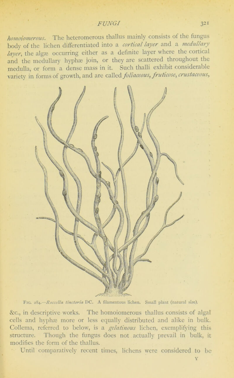homoiomerous. The hetcromerous thallus mainly consists ot the fungus body of the lichen differentiated into a cortical layer and a medullary layer, the algte occurring either as a definite layer where the cortical and the medullary hyphae join, or they are scattered throughout the medulla, or form a dense mass in it. Such thnlli exhibit considerable variety in forms of growth, and are called foliaceous, fruticose, crustaceous. Fig. 284.—Roccclla tinctoria DC. A filamentous lichen. Small plant (natural size). See., in descriptive works. The homoiomerous thallus consists of algal cells and hyphae more or less equally distributed and alike in bulk. Collema, referred to below, is a gelatinous lichen, exemplifying this structure. Though the fungus does not actually prevail in bulk, it modifies the form of the thallus. Until comparatively recent times, lichens were considered to be Y