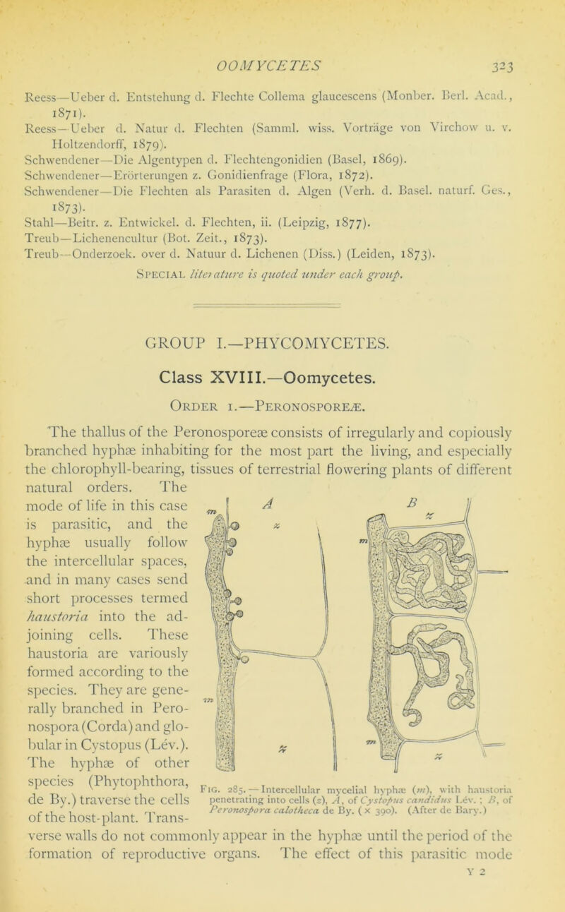 Reess—Ueber d. Entstehung d. Flechte Collema glaucescens (Monber. Berl. Acad., 1871). Reess—Ueber d. Natur d. Flechten (Samml. wiss. Vortriige von Virchow u. v. Iloltzendorff, 1879). Schwendener—Die Algentypen d. Flechtengonidien (Basel, 1869). Schwendener—Frorterungen z. Gonidienfrage (Flora, 1872). Schwendener—Die Flechten als Parasiten d. Algen (Verh. d. Basel, naturf. Ges., 1873)- Stahl—Beitr. z. Fntwickel. d. Flechten, ii. (Leipzig, 1877). Treub—Lichenencultur (Bot. Zeit., 1873). Treub—Onderzoek. over d. Natuur d. Lichenen (Diss.) (Leiden, 1873). Special literature is quoted under each group. GROUP I.—PHYCOMYCETES. Class XVIII.—Oomycetes. Order i.—Peronosporea. The thallusof the Peronosporeae consists of irregularly and copiously branched hyphae inhabiting for the most part the living, and especially the chlorophyll-bearing, tissues of terrestrial flowering plants of different natural orders. The mode of life in this case is parasitic, and the hyphae usually follow the intercellular spaces, and in many cases send short processes termed hciustorici into the ad- joining cells. These haustoria are variously formed according to the species. They are gene- rally branched in Pero- nospora (Corda) and glo- bular in Cystopus (Lev.). The hyphae of other species (Phytophthora, de By.) traverse the cells of the host-plant. Trans- verse walls do not commonly appear in the hyphae until the period of the formation of reproductive organs. The effect of this parasitic mode v 2 Fig. 285. — Intercellular mycelial hyphae (»/), with haustoria penetrating into cells (s)> cl, of Cystopus candidus Lev. ; It, of Peronospora calotheca de By. ( x 390). (After de Bary.)