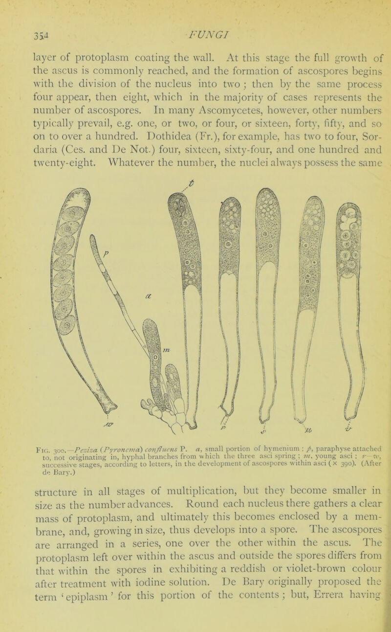 layer of protoplasm coating the wall. At this stage the full growth of the ascus is commonly reached, and the formation of ascospores begins with the division of the nucleus into two ; then by the same process four appear, then eight, which in the majority of cases represents the number of ascospores. In many Ascomycetes, however, other numbers typically prevail, e.g. one, or two, or four, or sixteen, forty, fifty, and so on to over a hundred. Dothidea (Fr.), for example, has two to four, Sor- daria (Ces. and De Not.) four, sixteen, sixty-four, and one hundred and twenty-eight. Whatever the number, the nuclei always possess the same Fig. 30Q.—Peziza (Pyronema) confluens P. a, small portion of hymenium ; /, paraphyse attached to, not originating in, hyphal branches from which the three asci spring ; young asci ; r tc, successive stages, according to letters, in the development of ascospores within asci ( x 390). (After de Bary.) structure in all stages of multiplication, but they become smaller in size as the number advances. Round each nucleus there gathers a clear mass of protoplasm, and ultimately this becomes enclosed by a mem- brane, and, growing in size, thus develops into a spore. The ascospores . are arranged in a series, one over the other within the ascus. The \ protoplasm left over within the ascus and outside the spores differs from that within the spores in exhibiting a reddish or violet-brown colour after treatment with iodine solution. De Bary originally proposed the I term ‘epiplasm’ for this portion of the contents; but, Errera having j