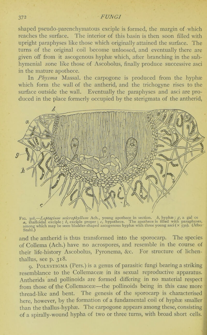 shaped pseudo-parenchymatous exciple is formed, the margin of which reaches the surface. The interior of this basin is then soon filled with upright paraphyses like those which originally attained the surface. The turns of the original coil become unloosed, and eventually there are given off from it ascogenous hyphae which, after branching in the sub- hymenial zone like those of Ascobolus, finally produce successive asci in the mature apothece. In Physma Massal. the carpogone is produced from the hyphae which form the wall of the antherid, and the trichogyne rises to the surface outside the wall. Eventually the paraphyses and asci are pro- duced in the place formerly occupied by the sterigmata of the antherid, and the antherid is thus transformed into the sporocarp. The species of Collema (Ach.) have no acrospores, and resemble in the course of their life-history Ascobolus, Pyronema, &c. For structure of lichen- thallus, see p. 318. 9. Polystigma (Pers.) is a genus of parasitic fungi bearing a striking resemblance to the Collemaceoe in its sexual reproductive apparatus. Antherids and pollinoids are formed differing in no material respect from those of the Collemaceas—the pollinoids being in this case more thread-like and bent. The genesis of the sporocarp is characterised here, however, by the formation of a fundamental coil of hyphae smaller than the thallus-hyphae. The carpogone appears among these, consisting of a spirally-wound hypha of two or three turns, with broad short cells.