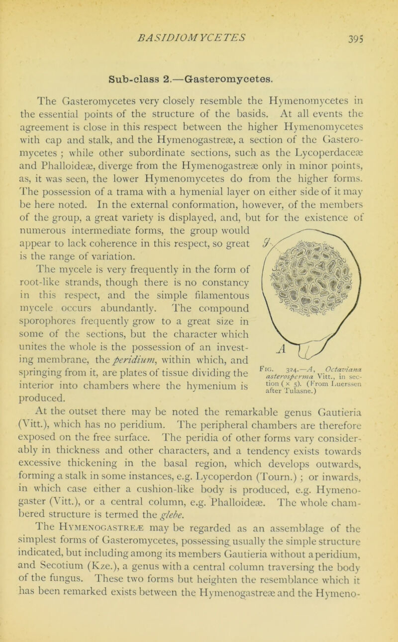 Sub-class 2.—Gasteromycetes. The Gasteromycetes very closely resemble the Hymenomycetes in the essential points of the structure of the basids. At all events the agreement is close in this respect between the higher Hymenomycetes with cap and stalk, and the Hymenogastrese, a section of the Gastero- mycetes ; while other subordinate sections, such as the Lycoperdaceaj and Phalloidete, diverge from the Hymenogastreae only in minor points, as, it was seen, the lower Hymenomycetes do from the higher forms. The possession of a trama with a hymenial layer on either side of it may be here noted. In the external conformation, however, of the members of the group, a great variety is displayed, and, but for the existence of numerous intermediate forms, the group would appear to lack coherence in this respect, so great is the range of variation. The mycele is very frequently in the form of root-like strands, though there is no constancy in this respect, and the simple filamentous mycele occurs abundantly. The compound sporophores frequently grow to a great size in some of the sections, but the character which unites the whole is the possession of an invest- ing membrane, the peridium, within which, and springing from it, are plates of tissue dividing the interior into chambers where the hymenium is produced. At the outset there may be noted the remarkable genus Gautieria (Yitt.), which has no peridium. The peripheral chambers are therefore exposed on the free surface. The peridia of other forms vary consider- ably in thickness and other characters, and a tendency exists towards excessive thickening in the basal region, which develops outwards, forming a stalk in some instances, e.g. Lycoperdon (Tourn.) ; or inwards, in which case either a cushion-like body is produced, e.g. Hymeno- gaster (\ itt.), or a central column, e.g. Phalloidete. The whole cham- bered structure is termed the glebe. 1 he Hymenogastreze may be regarded as an assemblage of the simplest forms of Gasteromycetes, possessing, usually the simple structure indicated, but including among its members Gautieria without a peridium, and Secotium (Kze.), a genus with a central column traversing the body of the fungus. These two forms but heighten the resemblance which it has been remarked exists between the Hymenogastrece and the Hymeno- asterosperma Vitt., in sec- tion ( x 5). (Krom I.uerssen after Tulasne.)