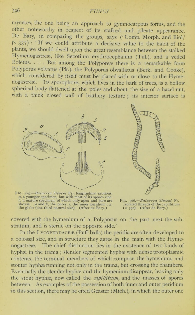 mycetes, the one being an approach to gymnocarpous forms, and the other noteworthy in respect of its stalked and pileate appearance. De Bary, in comparing the groups, says (‘ Comp. Morph, and Biol,’ P- 337) : ‘ If we could attribute a decisive value to the habit of the plants, we should dwell upon the great resemblance between the stalked Hymenogastreae, like Secotium ervthrocephalum (Tul.), and a veiled Boletus. . . . But among the Polyporeae there is a remarkable form Polyporus volvatus (Pk.), the Polyporus obvallatus (Berk, and Cooke), which considered by itself must be placed with or close to the Hyme- nogastreae. Its sporophore, which lives in the bark of trees, is a hollow spherical body flattened at the poles and about the size of a hazel nut, with a thick closed wall of leathery texture ; its interior surface is Fig. 325.—Batarrea Stcveni Fr., longitudinal sections. a, a younger specimen, but with most of its spores ripe />, a mature specimen, of which only apex and base are shown, p and h} the outer, i, the inner peridium ; g, the glebe (one-third natural size). (After de Bary.) Fig. 326.—Batarrea Ste?>eni Fr. Isolated threads of the capillitium (X390). (After de Bary.) covered with the hymenium of a Polyporus on the part next the sub- stratum, and is sterile on the opposite side.’ In the Lycoperdace.e (Puff-balls) the peridia are often developed to a colossal size, and in structure they agree in the main with the Hyme- nogastreae. The chief distinction lies in the existence of two kinds of hyphae in the trama ; slender segmented hyphae with dense protoplasmic contents, the terminal members of which compose the hymenium, and stouter hyphae running not only in the trama, but crossing the chambers. Eventually the slender hyphae and the hymenium disappear, leaving only the stout hyphae, now called the capillitium, and the masses of spores between. As examples of the possession of both inner and outer peridium in this section, there may be cited Geaster (Mich.), in which the outer one