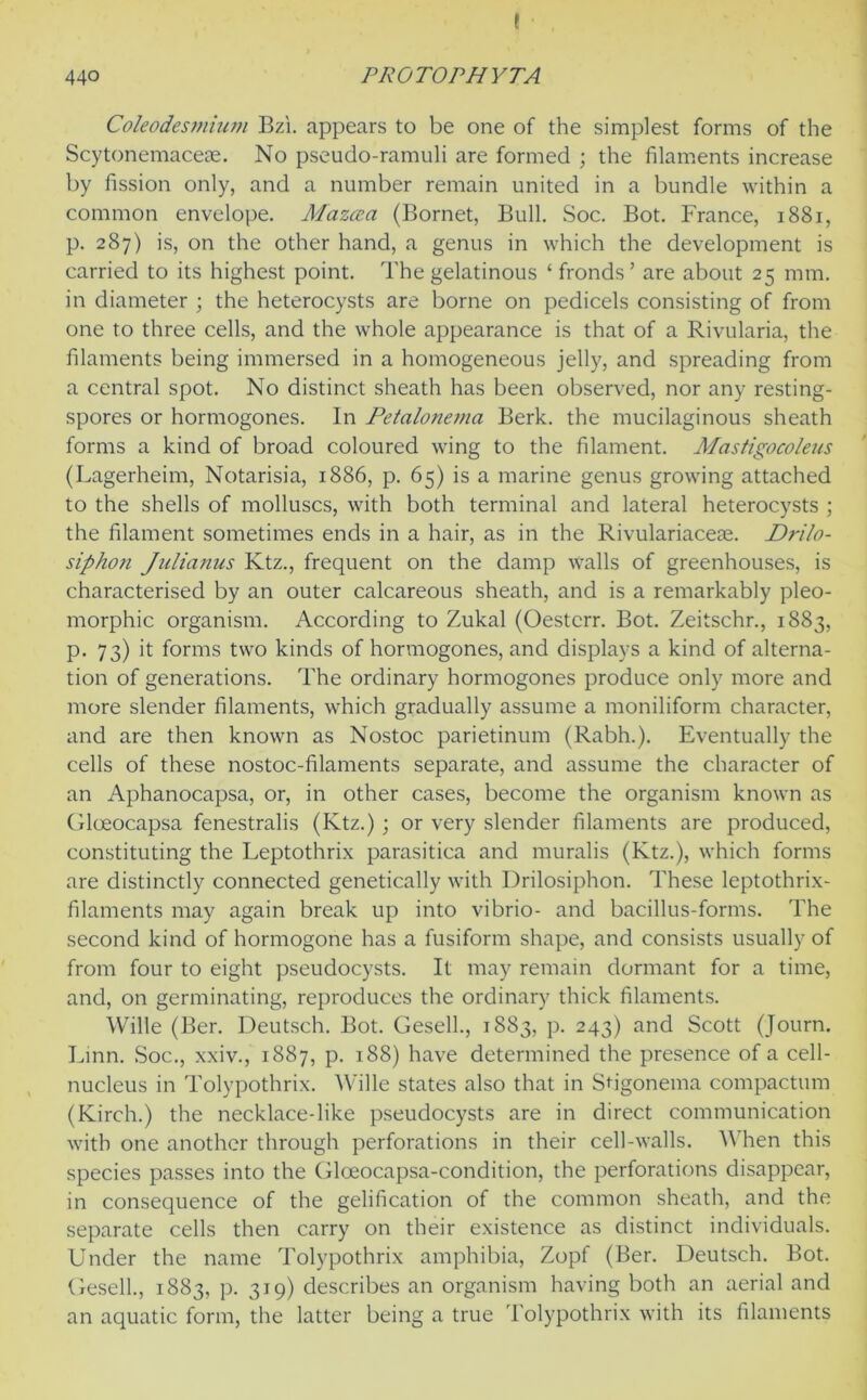 Coleodes7>iiu?7i Bzi. appears to be one of the simplest forms of the Scytonemacese. No pseudo-ramuli are formed ; the filaments increase by fission only, and a number remain united in a bundle within a common envelope. Mazcea (Bornet, Bull. Soc. Bot. France, 1881, p. 287) is, on the other hand, a genus in which the development is carried to its highest point. The gelatinous ‘ fronds’ are about 25 mm. in diameter ; the heterocysts are borne on pedicels consisting of from one to three cells, and the whole appearance is that of a Rivularia, the filaments being immersed in a homogeneous jelly, and spreading from a central spot. No distinct sheath has been observed, nor any resting- spores or hormogones. In Petalo7ie7na Berk, the mucilaginous sheath forms a kind of broad coloured wing to the filament. Mastigocoleics (Lagerheim, Notarisia, 1886, p. 65) is a marine genus growing attached to the shells of molluscs, with both terminal and lateral heterocysts ; the filament sometimes ends in a hair, as in the Rivulariaceae. Drilo- sipho7i Julianus Ktz., frequent on the damp walls of greenhouses, is characterised by an outer calcareous sheath, and is a remarkably pleo- morphic organism. According to Zukal (Oestcrr. Bot. Zeitschr., 1883, p. 73) it forms two kinds of hormogones, and displays a kind of alterna- tion of generations. The ordinary hormogones produce only more and more slender filaments, which gradually assume a moniliform character, and are then known as Nostoc parietinum (Rabh.). Eventually the cells of these nostoc-filaments separate, and assume the character of an Aphanocapsa, or, in other cases, become the organism known as Gloeocapsa fenestralis (Ktz.) ; or very slender filaments are produced, constituting the Leptothrix parasitica and muralis (Ktz.), which forms are distinctly connected genetically with Drilosiphon. These leptothrix- filaments may again break up into vibrio- and bacillus-forms. The second kind of hormogone has a fusiform shape, and consists usually of from four to eight pseudocysts. It may remain dormant for a time, and, on germinating, reproduces the ordinary thick filaments. While (Ber. Deutsch. Bot. Gesell., 1883, p. 243) and Scott (Journ. Linn. Soc., xxiv., 1887, p. 188) have determined the presence of a cell- nucleus in Tolypothrix. While states also that in Shgonema compactum (Kirch.) the necklace-like pseudocysts are in direct communication with one another through perforations in their cell-walls. W hen this species passes into the Gloeocapsa-condition, the perforations disappear, in consequence of the gelification of the common sheath, and the separate cells then carry on their existence as distinct individuals. Under the name Tolypothrix amphibia, Zopf (Ber. Deutsch. Bot. Gesell., 1883, p. 319) describes an organism having both an aerial and an aquatic form, the latter being a true Tolypothrix with its filaments