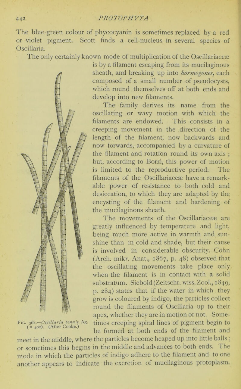 The blue-green colour of phycocyanin is sometimes replaced by a red or violet pigment. Scott finds a cell-nucleus in several species of Oscillaria. The only certainly known mode of multiplication of the Oscillariacete is by a filament escaping from its mucilaginous sheath, and breaking up into hormogones, each composed of a small number of pseudocysts, which round themselves off at both ends and develop into new filaments. The family derives its name from the oscillating or wavy motion with which the filaments are endowed. This consists in a creeping movement in the direction of the length of the filament, now backwards and now forwards, accompanied by a curvature of the filament and rotation round its own axis ; but, according to Borzi, this power of motion is limited to the reproductive period. The filaments of the Oscillariacese have a remark- able power of resistance to both cold and desiccation, to which they are adapted by the encysting of the filament and hardening of the mucilaginous sheath. The movements of the Oscillariaceae are greatly influenced by temperature and light, being much more active in warmth and sun- shine than in cold and shade, but their cause is involved in considerable obscurity. Cohn (Arch. mikr. Anat., 1867, p. 48) observed that the oscillating movements take place only when the filament is in contact with a solid substratum. Siebold(Zeitschr. wiss.Zcol., 1849, p. 284) states that if the water in which they grow is coloured by indigo, the particles collect round the filaments of Oscillaria up to their apex, whether they are in motion or not. Some- times creeping spiral lines of pigment begin to be formed at both ends of the filament and meet in the middle, where the particles become heaped up into little balls ; or sometimes this begins in the middle and advances to both ends. The mode in which the particles of indigo adhere to the filament and to one another appears to indicate the excretion of mucilaginous protoplasm. Fig. 368.—Oscillaria tenu s Ag. ( x 400). (After Cooke.)