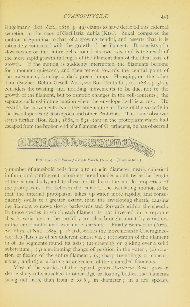 Engelmann (Bot. Zeit., 1879, p. 49) claims to have detected this external secretion in the case ofOscillaria dubia (Ktz.). Zukal compares the motion of Spirulina to that of a growing tendril, and asserts that it is intimately connected with the growth of the filament. It consists of a slow torsion of the entire helix round its own axis, and is the result of the more rapid growth in length of the filament than of the ideal axis of growth. If the motion is suddenly interrupted, the filaments become for a moment quiescent, and then retreat towards the central point of the movement, forming a dark green lump. Hansgirg, on the other hand (Sitzber. Bohm. Gesell. Wiss.,see Bot. Centralbl., xii., 1882, p. 361), considers the twisting and nodding movements to be due, not to the growth of the filament, but to osmotic changes in the cell-contents ; the separate cells exhibiting motion when the envelope itself is at rest. He regards the movements as of the same nature as those of the sarcode in the pseudopodes of Rhizopods and other Protozoa. The same observer states further (Bot. Zeit., 1883, p. 831) that in the protoplasm which had escaped from the broken end of a filament of O. princeps, he has observed Fig. 369.—Oscillaria princeps Vauch. (x 200). (From nature.) a number of amoeboid cells from 9 to 12 n in diameter, nearly spherical in form, and putting out colourless pseudopodes about twice the length of the central body, and to these he attributes the motile properties of the protoplasm. He believes the cause of the oscillating motion to be that the internal protoplasm takes up water more rapidly, and conse- quently swells to a greater extent, than the enveloping sheath, causing the filament to move slowly backwards and forwards within the sheath. In those species in which each filament is not invested in a separate sheath, variations in the turgidity are also brought about by variations in the endosmotic and exosmotic currents. Finally Schnetzler (Arch. Sc. Phys. et Nat., 1885, p. 164) describes the movements in O. terugineo- coerulea (Ktz.) as of six different kinds, viz. : (1) rotation of the filament or of its segments round its axis ; (2) creeping or gliding over a solid substratum ; (3) a swimming change of position in the water ; (4) rota- tion or flexion of the entire filament ; (5) sharp tremblings or concus- sions ; and (6) a radiating arrangement of the entangled filaments. Most of the species of the typical genus Oscillaria Bose, grow in dense slimy tufts attached to other algie or floating bodies, the filaments being not more than from 2 to 6 /.1 in diameter ; in a few species,