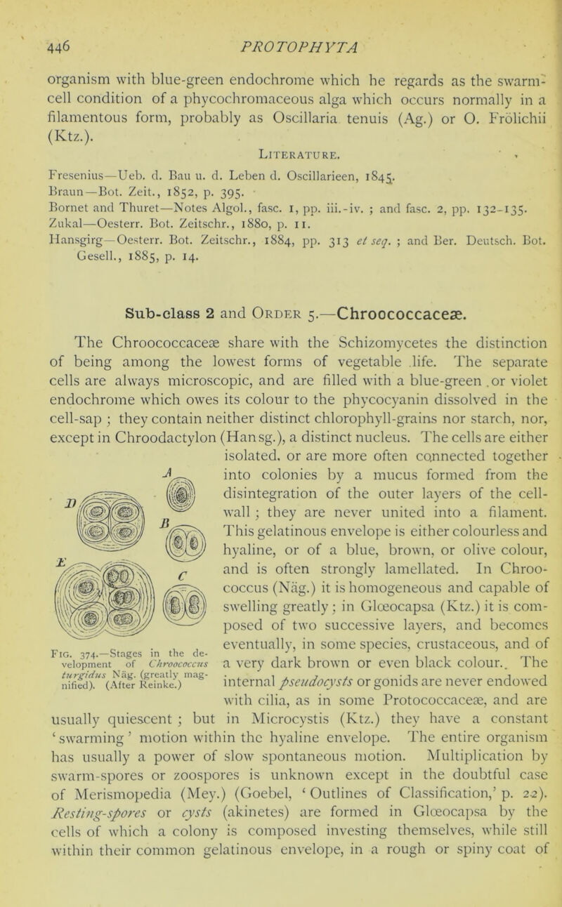 organism with blue-green endochrome which he regards as the swarm- cell condition of a phycochromaceous alga which occurs normally in a filamentous form, probably as Oscillaria tenuis (Ag.) or O. Frolichii (Ktz.). Literature. Fresenius—Ueb. d. Ban u. d. Leben d. Oscillarieen, 1845^. Braun—Bot. Zeit., 1852, p. 395. • Bornet and Thuret—Notes Algol., fasc. 1, pp. iii.-iv. ; and fasc. 2, pp. 132-135. Zukal—Oesterr. Bot. Zeitschr., 1880, p. 11. Hansgirg—Oesterr. Bot. Zeitschr., 1884, pp. 313 et seq. ; and Ber. Deutsch. Bot. Gesell., 1885, p. 14. Sub-class 2 and Order 5.-— Chroococcacese. The Chroococcaceoe share with the Schizomycetes the distinction of being among the lowest forms of vegetable .life. The separate cells are always microscopic, and are filled with a blue-green .or violet endochrome which owes its colour to the phycocyanin dissolved in the cell-sap ; they contain neither distinct chlorophyll-grains nor starch, nor, except in Chroodactylon (Han sg.), a distinct nucleus. The cells are either isolated, or are more often connected together into colonies by a mucus formed from the disintegration of the outer layers of the cell- wall ; they are never united into a filament. This gelatinous envelope is either colourless and hyaline, or of a blue, brown, or olive colour, and is often strongly lamellated. In Chroo- coccus (Nag.) it is homogeneous and capable of swelling greatly ; in Glceocapsa (Ktz.) it is com- posed of two successive layers, and becomes eventually, in some species, crustaceous, and of a very dark brown or even black colour.. The internal pseudocysts or gonids are never endowed with cilia, as in some Protococcaceae, and are usually quiescent ; but in Microcystis (Ktz.) they have a constant ‘swarming’ motion within the hyaline envelope. The entire organism has usually a power of slow spontaneous motion. Multiplication by swarm-spores or zoospores is unknown except in the doubtful case of Merismopedia (Mey.) (Goebel, ‘ Outlines of Classification,’ p. 22). Resting-spores or cysts (akinetes) are formed in Gloeocapsa by the cells of which a colony is composed investing themselves, while still within their common gelatinous envelope, in a rough or spiny coat of Fig. 374.—Stages in the de- velopment of Chroococcus turgidus Nag. (greatly mag- nified). (After Reinke.)