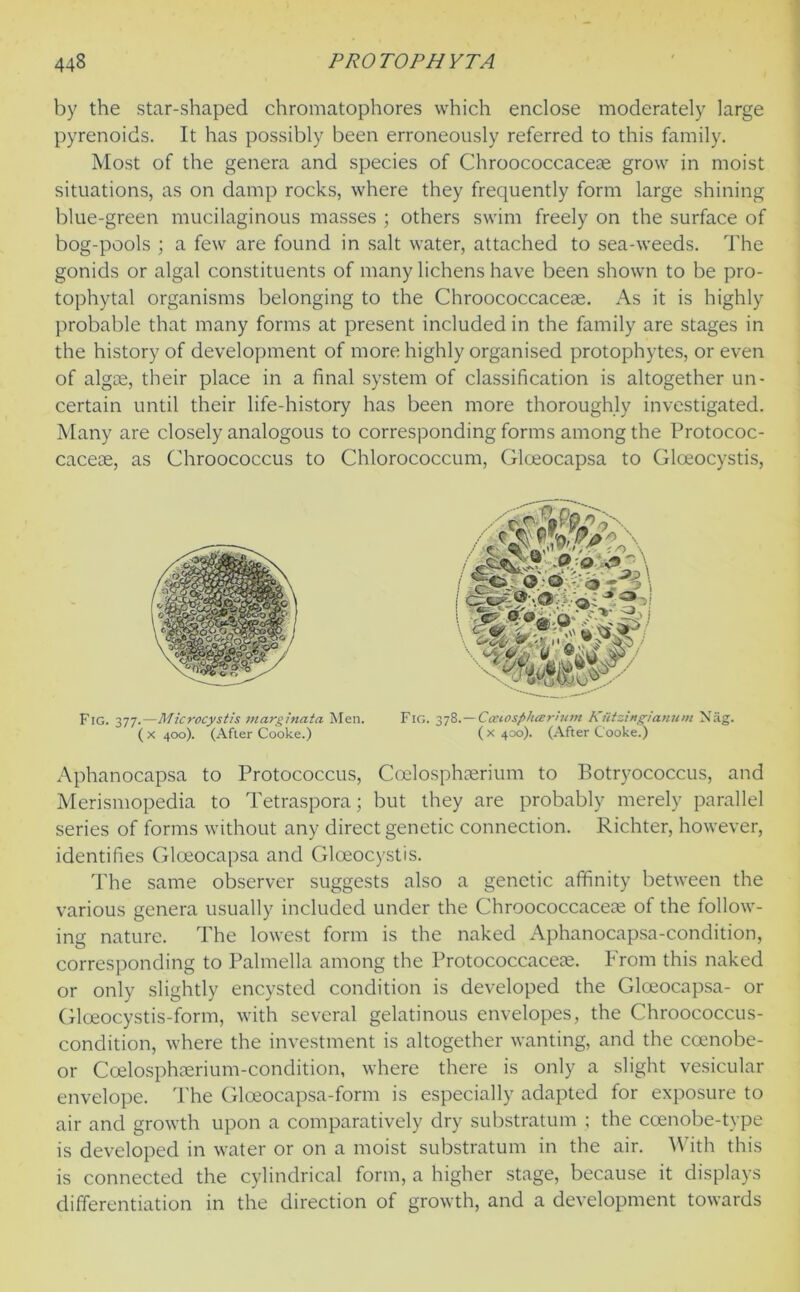 by the star-shaped chromatophores which enclose moderately large pyrenoids. It has possibly been erroneously referred to this family. Most of the genera and species of Chroococcacete grow in moist situations, as on damp rocks, where they frequently form large shining blue-green mucilaginous masses ; others swim freely on the surface of bog-pools ; a few are found in salt water, attached to sea-weeds. The gonids or algal constituents of many lichens have been shown to be pro- tophytal organisms belonging to the Chroococcaceae. As it is highly probable that many forms at present included in the family are stages in the history of development of more highly organised protophytes, or even of algae, their place in a final system of classification is altogether un- certain until their life-history has been more thoroughly investigated. Many are closely analogous to corresponding forms among the Protococ- caceae, as Chroococcus to Chlorococcum, Gloeocapsa to Gloeocystis, Fig. 377.— Microcystis marginata Men. Fig. 3i%.—Cmospheerhtnt Kutzingianum Nag. (x 400). (After Cooke.) (x 400). (After Cooke.) Aphanocapsa to Protococcus, Ccelosphaerium to Botryococcus, and Merismopedia to Tetraspora; but they are probably merely parallel series of forms without any direct genetic connection. Richter, however, identifies Gloeocapsa and Gloeocystis. The same observer suggests also a genetic affinity between the various genera usually included under the Chroococcaceae of the follow- ing nature. The lowest form is the naked Aphanocapsa-condition, corresponding to Palmella among the Protococcaceae. From this naked or only slightly encysted condition is developed the Gloeocapsa- or Gloeocystis-form, with several gelatinous envelopes, the Chroococcus- condition, where the investment is altogether wanting, and the coenobe- or Coelosphaerium-condition, where there is only a slight vesicular envelope. The Glceocapsa-form is especially adapted for exposure to air and growth upon a comparatively dry substratum ; the coenobe-type is developed in water or on a moist substratum in the air. With this is connected the cylindrical form, a higher stage, because it displays differentiation in the direction of growth, and a development towards