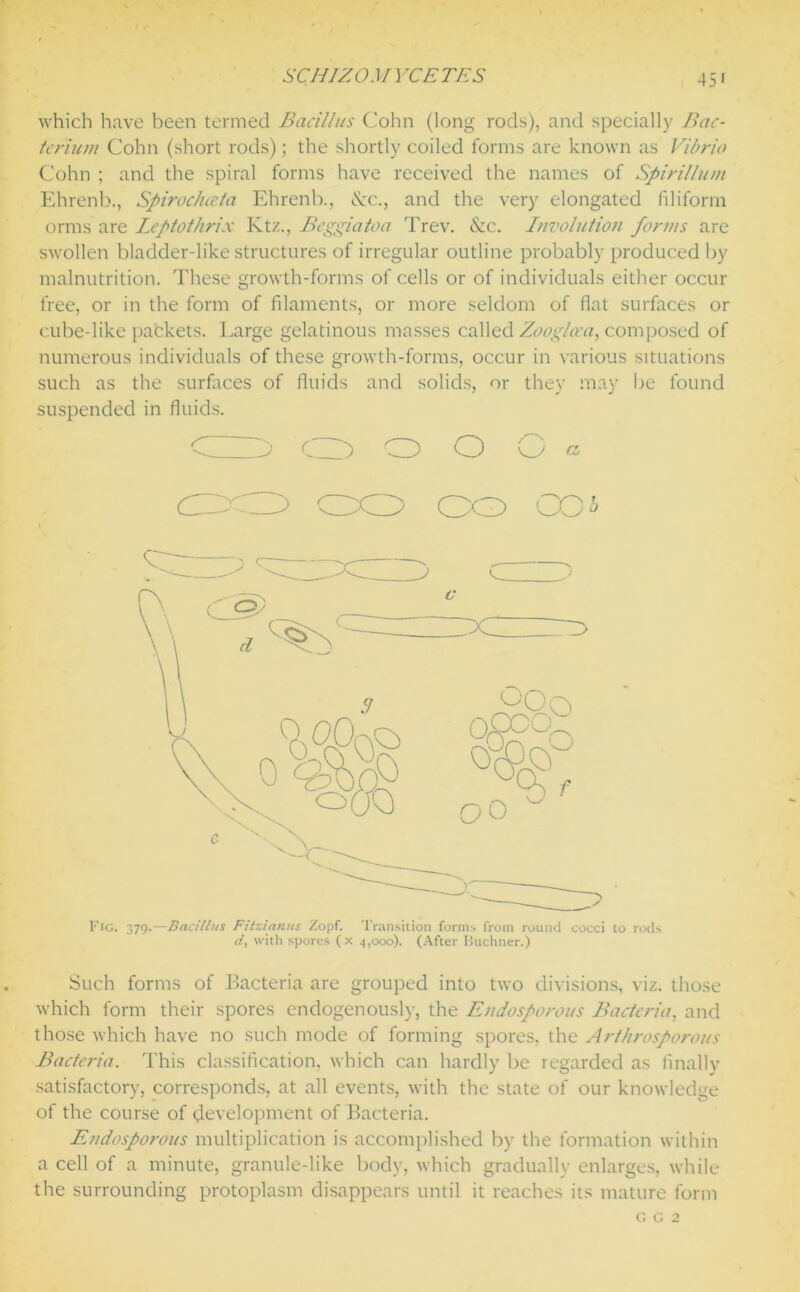 SCHIZOMVCETES 45' which have been termed Bacillus Cohn (long rods), and specially Bac- terium Cohn (short rods); the shortly coiled forms are known as Vibrio Cohn ; and the spiral forms have received the names of Spirillum Ehrenb., Spirochceta Ehrenb., <S:c., and the very elongated filiform orms are Leptothrix Ktz., Beggiatoa Trev. &c. Involution forms are swollen bladder-like structures of irregular outline probably produced by malnutrition. These growth-forms of cells or of individuals either occur free, or in the form of filaments, or more seldom of flat surfaces or cube-like packets. Large gelatinous masses called Zooglcea, composed of numerous individuals of these growth-forms, occur in various situations such as the surfaces of fluids and solids, or they may be found suspended in fluids. Such forms of Bacteria are grouped into two divisions, viz. those which form their spores endogenously, the Endosporous Bacteria, and those which have no such mode of forming spores, the Arthrosporous Bacteria. This classification, which can hardly be regarded as finally satisfactory, corresponds, at all events, with the state of our knowledge of the course of development of Bacteria. Endosporous multiplication is accomplished by the formation within a cell of a minute, granule-like body, which gradually enlarges, while the surrounding protoplasm disappears until it reaches its mature form Fig. 379.—Bacillus Filzianus Zopf. Fitzianus Zopf. Transition form?, from round cocci to rods d, with spores ( x 4,000). (After Buchner.) G G 2