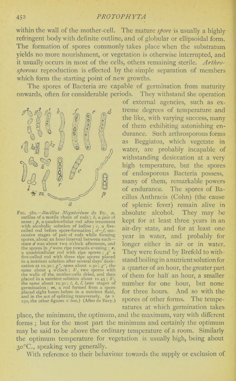 within the wall of the mother-cell. The mature spore is usually a highly refringent body with definite outline, and of globular or ellipsoidal form. The formation of spores commonly takes place when the substratum yields no more nourishment, or vegetation is otherwise interrupted, and it usually occurs in most of the cells, others remaining sterile. Arthro- sporous reproduction is effected by the simple separation of members which form the starting point of new growths. The spores of Bacteria are capable of germination from maturity onwards, often for considerable periods. They withstand the operation of external agencies, such as ex- treme degrees of temperature and the like, with varying success, many of them exhibiting astonishing en- durance. Such arthrosporous forms as Beggiatoa, which vegetate in water, are probably incapable of withstanding desiccation at a very high temperature, but the spores of endosporous Bacteria possess, many of them, remarkable powers of endurance. The spores of Ba- cillus Anthracis (Cohn) (the cause of splenic fever) remain alive in absolute alcohol. They may be kept for at least three years in an air-dry state, and for at least one year in water, and probably for longer either in air or in water. They were found by Brefeld to with- stand boiling in a nutrient solution for a quarter of an hour, the greater part of them for half an hour, a smaller number for one hour, but none for three hours. And so with the spores of other forms. The tempe- ratures at which germination takes place, the minimum, the optimum, and the maximum, vary with different forms ; but for the most part the minimum and certainly the optimum may be said to be above the ordinary temperature of a room. Similarly the optimum temperature for vegetation is usually high, being about 3o°C., speaking very generally. With reference to their behaviour towards the supply or exclusion of Fig. 580.—Bacillus Megaterium de By. a, outline of a motile chain of rods ; b, a pair of same ; fi, a quadricellular rod after treatment with alcoholic solution of iodine ; c, a five- celled rod before spore-formation ; d—f, suc- cessive stages of pair of rods while forming spores, about an hour interval between each— state d was about two o’clock afternoon, and the spores in f were ripe towards evening ; r, a quadricellular rod with ripe spores ; g' a five-celled rod with three ripe spores placed in a nutrient solution after several days’ desic- cation at 12.30 ; g'*, same about 1.30 ; g:\ the same about 4 o’clock; h', two spores with the walls of the mother-cells dried, and then placed in a nutrient solution about 11.45 1 A3, the same about 12.30; 1, k, /, later stages of germination ; »t, a rod formed from a spore placed eight hours before in a nutrient fluid, and in the act of splitting transversely, (a x 250, the other figures x 600.) (After de Bary.)
