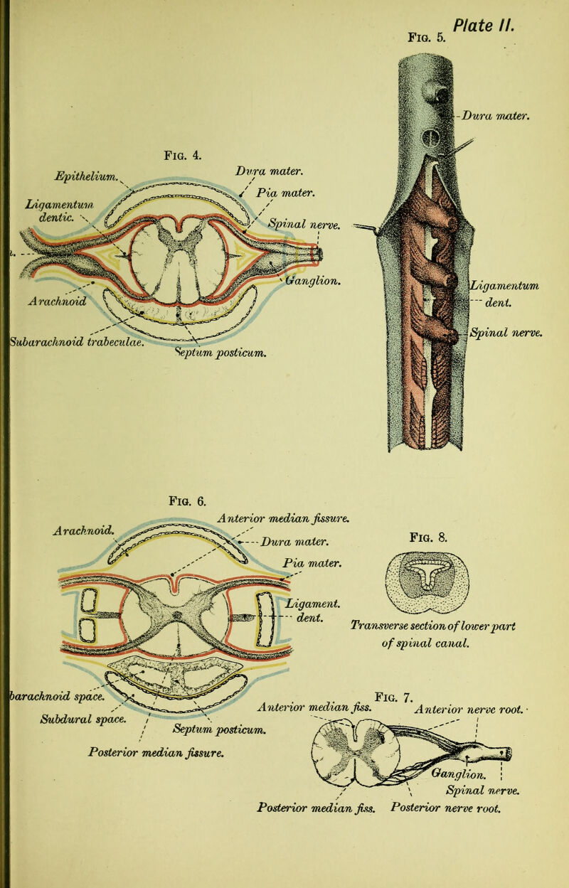 Epithelium. Ihqamentum dentic. x Arachnoid 'Subarachnoid trabeculae. Septum posticum. Fig. 4. mater. mater. nerve. Fig. 5. Dura mater.