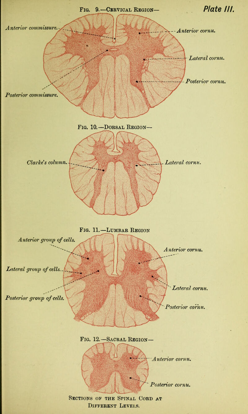 Anterior commissure. Posterior commissure. Fig. 9.—Cervical Region— Plate III. terior cornu. Lateral cornu. Posterior cornu. Fig. 10.—Dorsal Region— Clarice's column. Lateral cornu. Fig. 11.—Lumbar Region Anterior group of cells. Lateral group of cells. Posterior group of cells. A nterior cornu. Lateral cornu. Posterior cor'nxi. Fig. 12.—Sacral Region- ■ Anterior cornu. Posterior cornu. Sections of the Spinal Cord at Different Levels.