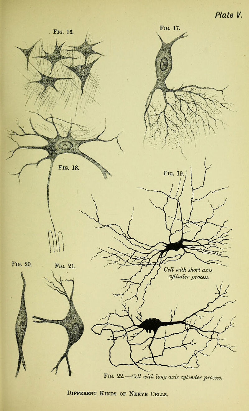 Fig. 16. Fig. 21. Fig. 17. Fig. 20. Fig. 22.—Cell with long axis cylinder process. Different Kinds of Nerve Cells.