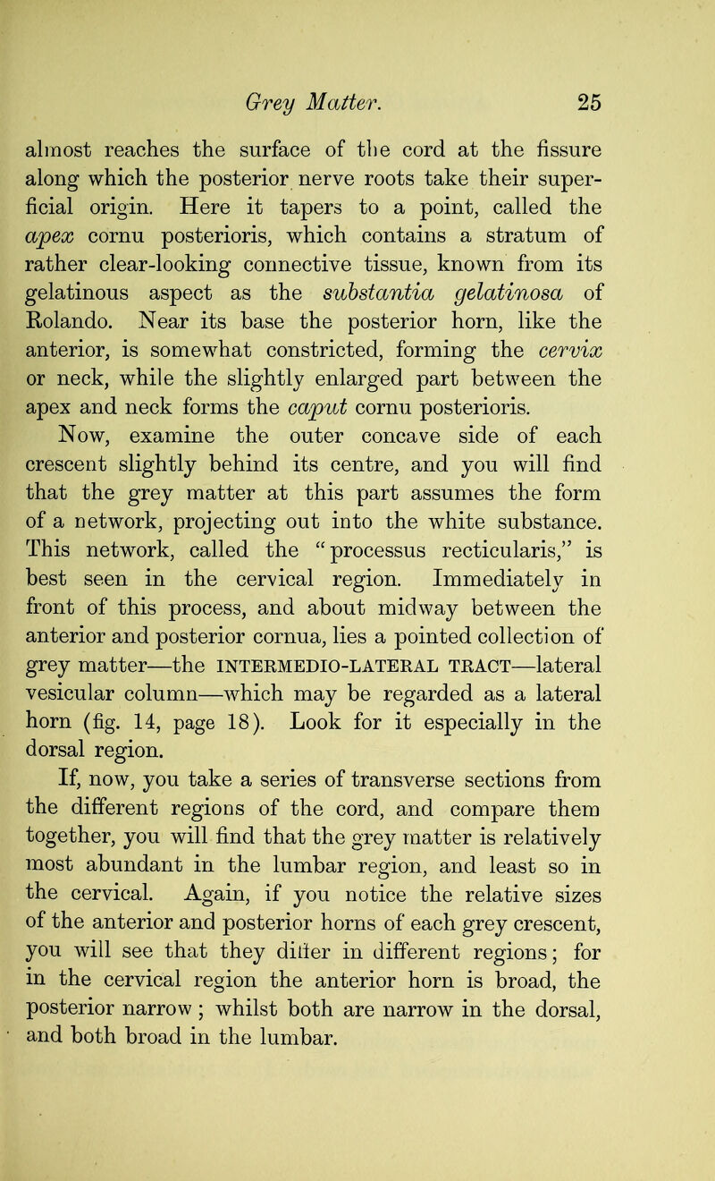 almost reaches the surface of the cord at the fissure along which the posterior nerve roots take their super- ficial origin. Here it tapers to a point, called the apex cornu posterioris, which contains a stratum of rather clear-looking connective tissue, known from its gelatinous aspect as the substantia gelatinosa of Rolando. Near its base the posterior horn, like the anterior, is somewhat constricted, forming the cervix or neck, while the slightly enlarged part between the apex and neck forms the caput cornu posterioris. Now, examine the outer concave side of each crescent slightly behind its centre, and you will find that the grey matter at this part assumes the form of a network, projecting out into the white substance. This network, called the “processus recticularis,” is best seen in the cervical region. Immediately in front of this process, and about midway between the anterior and posterior cornua, lies a pointed collection of grey matter—the intermedio-lateral tract—lateral vesicular column—which may be regarded as a lateral horn (fig. 14, page 18). Look for it especially in the dorsal region. If, now, you take a series of transverse sections from the different regions of the cord, and compare them together, you will find that the grey matter is relatively most abundant in the lumbar region, and least so in the cervical. Again, if you notice the relative sizes of the anterior and posterior horns of each grey crescent, you will see that they ditier in different regions; for in the cervical region the anterior horn is broad, the posterior narrow; whilst both are narrow in the dorsal, and both broad in the lumbar.