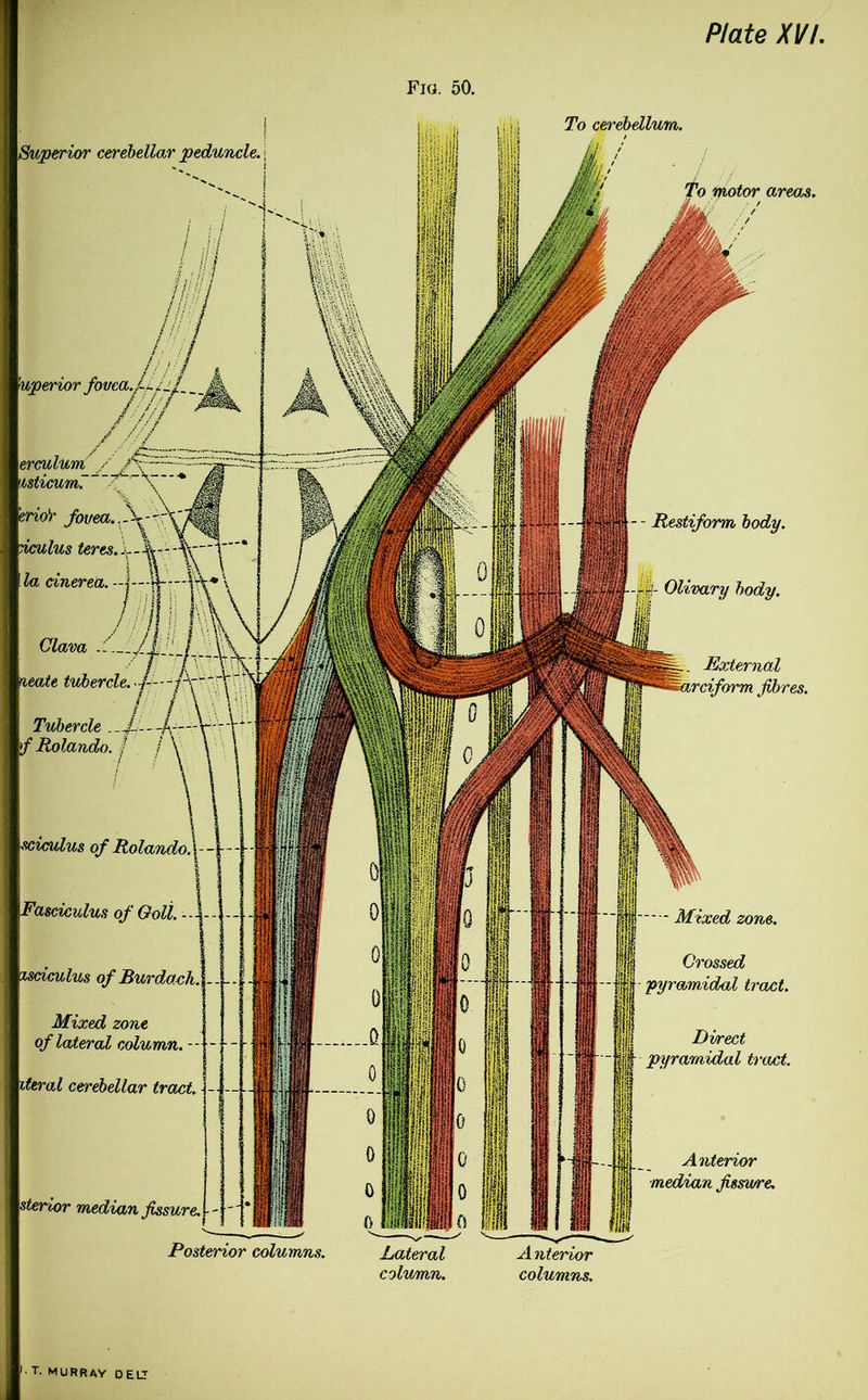 Plate XVI. Fig. 50. Superior cerebellar peduncle. To cerebellum. /, To motor areas. External sarciform fibres. erculum / /V !isticum~ erioY fovea., nculus teres. ,r la cinerea. - Clava neate tubercle. Tubercle f Rolando. I sciculus of Rolando. Fasciculus of Goll. Mciculus of Burdock Mixed zone of lateral column. - iteral cerebellar tract. sterior median fissure. Direct pyramidal tract. Anterior ■median fissure. Posterior columns. Anterior columns. '• T. MURRAY 0 ELI