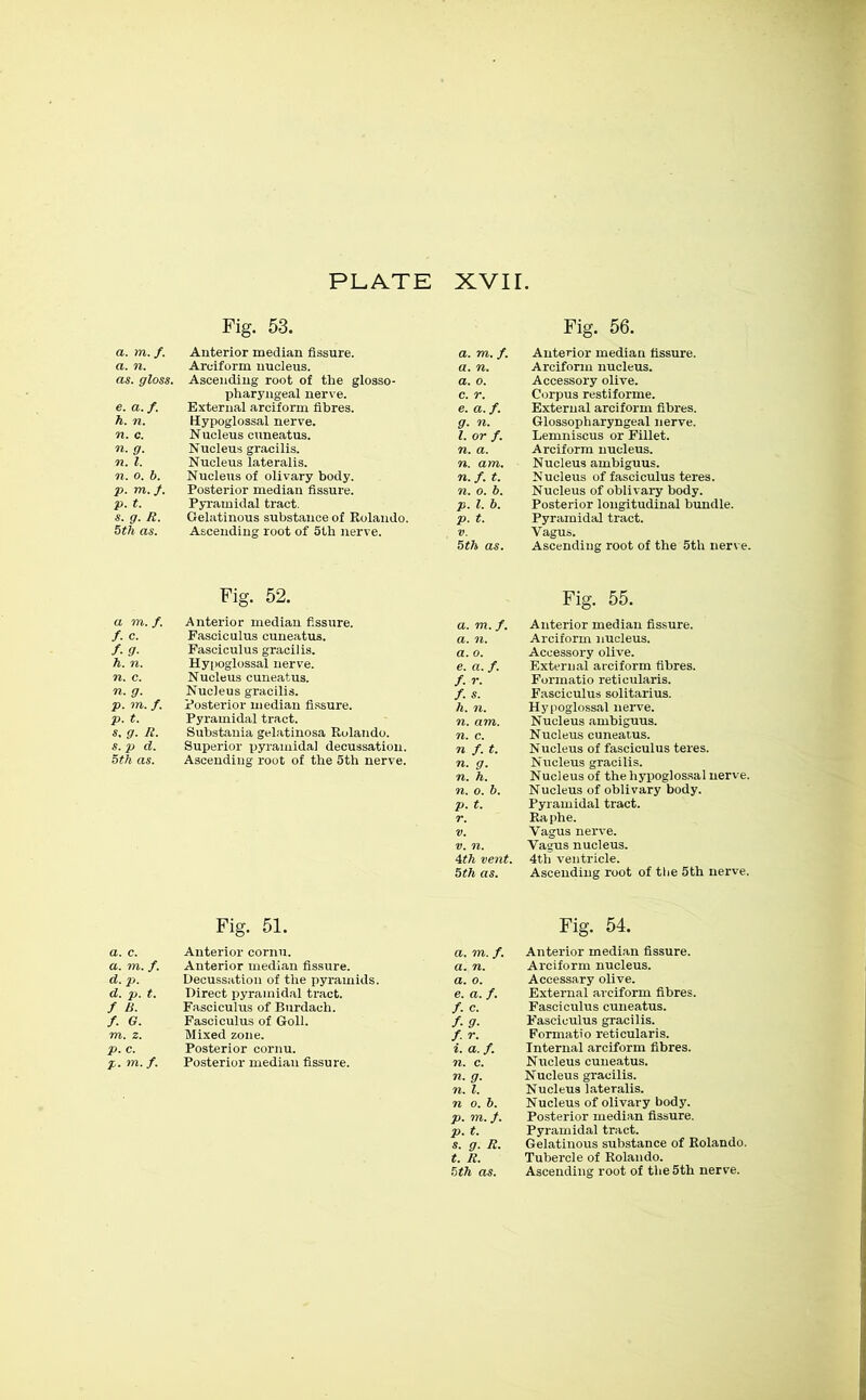 PLATE XVII Fig. 53. Fig. 56. a. m.f Anterior median fissure. a. m. f. Anterior median fissure. a. n. Arciform nucleus. a. n. Arciform nucleus. as. gloss. Ascending root of the glosso- a. o. Accessory olive. pharyngeal nerve. c. r. Corpus restiforme. e. a. f. External arciform fibres. e. a. f. External arciform fibres. h. n. Hypoglossal nerve. g. n. Glossopharyngeal nerve. n. c. N ucleus cuneatus. 1. or f. Lemniscus or Fillet. n. g. Nucleus gracilis. n. a. Arciform nucleus. n. 1. Nucleus lateralis. n. am. Nucleus ambiguus. n. o. b. Nucleus of olivary body. n. f. t. Nucleus of fasciculus teres. p. m. f. Posterior median fissure. n. o. b. Nucleus of oblivary body. p. t. Pyramidal tract. p. 1. b. Posterior longitudinal bundle. s. g. R. Gelatinous substance of Rolando. p. t. Pyramidal tract. 5th as. Ascending root of 5th nerve. Vagus. 5th as. Ascending root of the 5th nerve. Fig. 52. Fig. 55. a m.f. Anterior median fissure. a. tn. f. Anterior median fissure. f. c. Fasciculus cuneatus. a. n. Arciform nucleus. f. g- Fasciculus gracilis. a. o. Accessory olive. h. n. Hypoglossal nerve. e. a. f. External arciform fibres. n. c. Nucleus cuneatus. /. r. Formatio reticularis. n. g. Nucleus gracilis. f. s. Fasciculus solitarius. p. m. f. Posterior median fissure. h. n. Hypoglossal nerve. p. t. Pyramidal tract. n. am. Nucleus ambiguus. s. g. R. Substania gelatinosa Rolando. n. c. Nucleus cuneatus. s. p d. Superior pyramidal decussation. n f. t. Nucleus of fasciculus teres. 5th as. Ascending root of the 5th nerve. n. g. Nucleus gracilis. n. h. Nucleus of the hypoglossal nerve. n. o. b. Nucleus of oblivary body. p. t. Pyramidal tract. r. Raphe. V. Vagus nerve. v. n. Vagus nucleus. \th vent. 4th ventricle. 5th as. Ascending root of the 5th nerve. Fig. 51. Fig. 54. a. c. Anterior cornu. a. m. f Anterior median fissure. a. m. f. Anterior median fissure. a. n. Arciform nucleus. d. p. Decussation of the pyramids. a. o. Accessary olive. d. p. t. Direct pyramidal tract. e. a. f. External arciform fibres. f B. Fasciculus of Burdach. f. c. Fasciculus cuneatus. f. G. Fasciculus of Goll. f.g. Fasciculus gracilis. m. z. Mixed zone. f r. Formatio reticularis. p. c. Posterior cornu. i. a. f Internal arciform fibres. p. m.f. Posterior median fissure. n. c. Nucleus cuneatus. n. g. Nucleus gracilis. n. 1. Nucleus lateralis. n o. b. Nucleus of olivary body. p. m. f. Posterior median fissure. p. t. Pyramidal tract. s. g. R. Gelatinous substance of Rolando. t. R. Tubercle of Rolando.