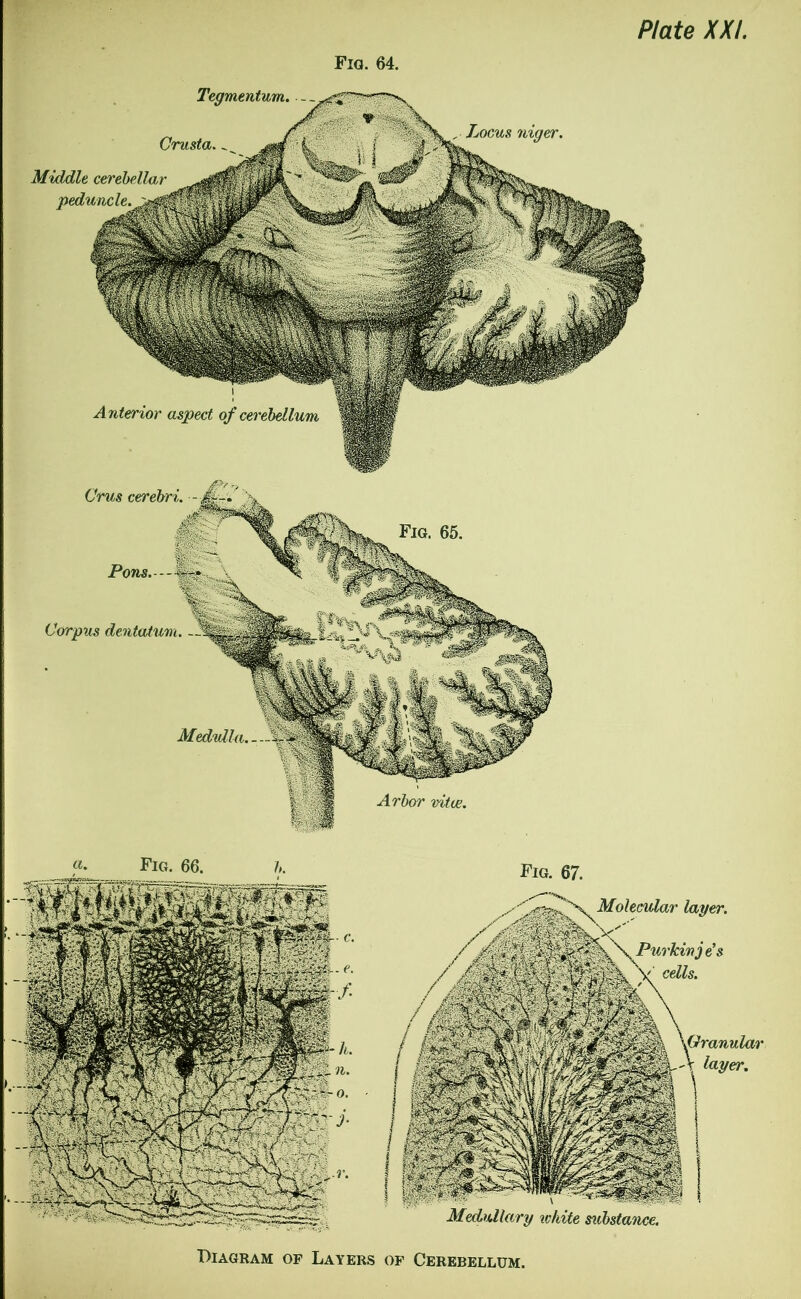 Plate XXI. Fia. 64. Tegmentum. -. Crusta. Middle cerebellar peduncle. Pons. - Corpus dentatum Medulla. Locus niger. Fig. 65 Arbor vitae. Diagram of Layers of Cerebellum.