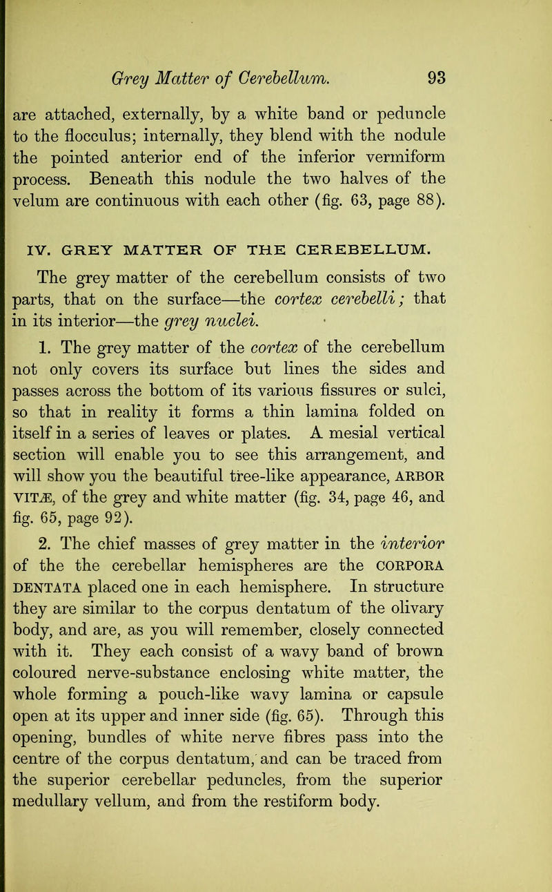 are attached, externally, by a white band or peduncle to the flocculus; internally, they blend with the nodule the pointed anterior end of the inferior vermiform process. Beneath this nodule the two halves of the velum are continuous with each other (fig. 63, page 88). IV. GREY MATTER OF THE CEREBELLUM. The grey matter of the cerebellum consists of two parts, that on the surface—the cortex cerebelli; that in its interior—the grey nuclei. 1. The grey matter of the cortex of the cerebellum not only covers its surface but lines the sides and passes across the bottom of its various fissures or sulci, so that in reality it forms a thin lamina folded on itself in a series of leaves or plates. A mesial vertical section will enable you to see this arrangement, and will show you the beautiful tree-like appearance, ARBOR VILE, of the grey and white matter (fig. 34, page 46, and fig. 65, page 92). 2. The chief masses of grey matter in the interior of the the cerebellar hemispheres are the CORPORA DENTATA placed one in each hemisphere. In structure they are similar to the corpus dentatum of the olivary body, and are, as you will remember, closely connected with it. They each consist of a wavy band of brown coloured nerve-substance enclosing white matter, the whole forming a pouch-like wavy lamina or capsule open at its upper and inner side (fig. 65). Through this opening, bundles of white nerve fibres pass into the centre of the corpus dentatum, and can be traced from the superior cerebellar peduncles, from the superior medullary vellum, and from the restiform body.