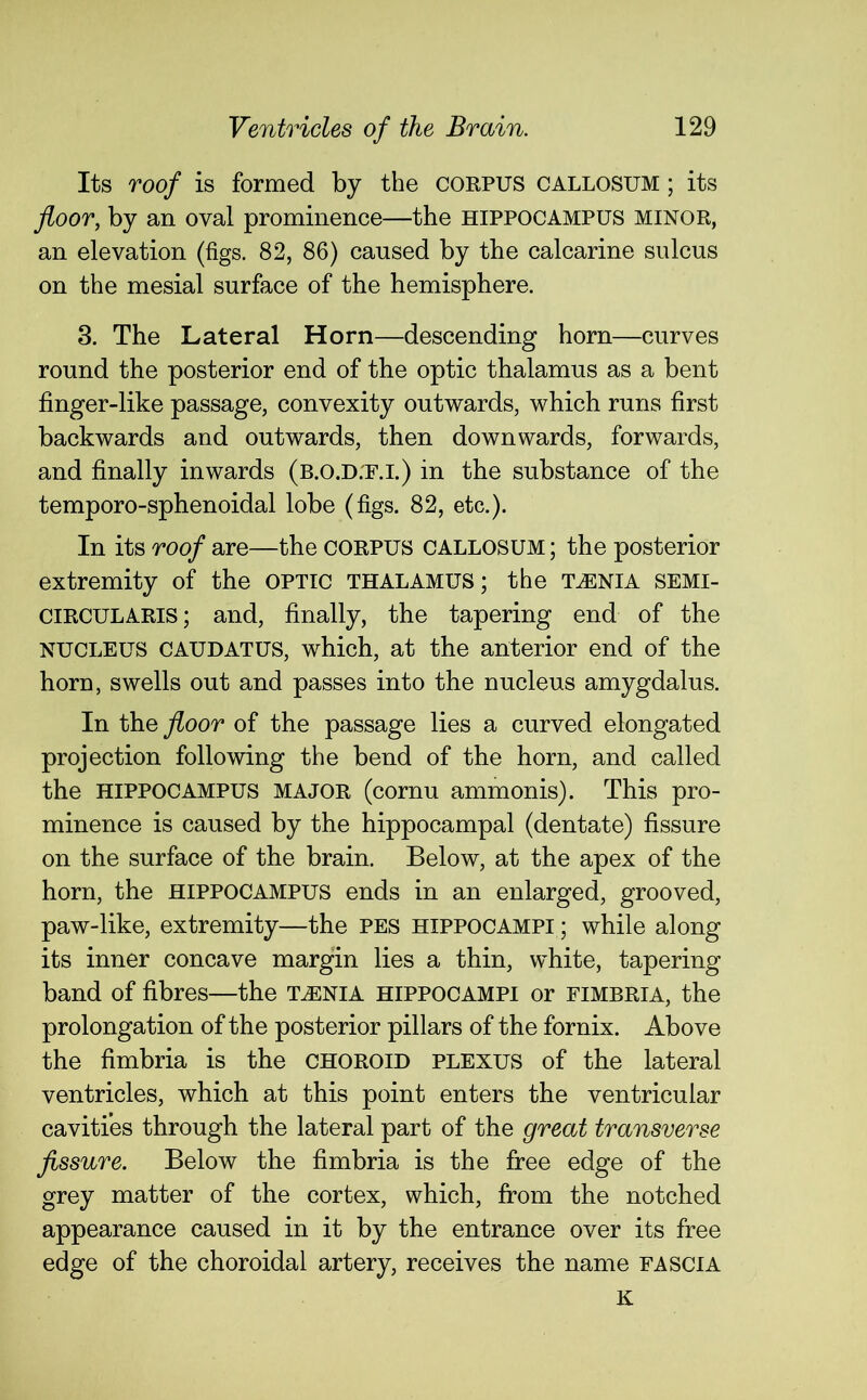 Its roof is formed by the corpus callosum ; its floor, by an oval prominence—the HIPPOCAMPUS minor, an elevation (figs. 82, 86) caused by the calcarine sulcus on the mesial surface of the hemisphere. 3. The Lateral Horn—descending horn—curves round the posterior end of the optic thalamus as a bent finger-like passage, convexity outwards, which runs first backwards and outwards, then downwards, forwards, and finally inwards (b.o.D.'F.i.) in the substance of the temporo-sphenoidal lobe (figs. 82, etc.). In its roof are—the corpus callosum ; the posterior extremity of the optic thalamus; the taenia semi- CIRCULARIS; and, finally, the tapering end of the NUCLEUS CAUDATUS, which, at the anterior end of the horn, swells out and passes into the nucleus amygdalus. In the floor of the passage lies a curved elongated projection following the bend of the horn, and called the HIPPOCAMPUS major (cornu ammonis). This pro- minence is caused by the hippocampal (dentate) fissure on the surface of the brain. Below, at the apex of the horn, the HIPPOCAMPUS ends in an enlarged, grooved, paw-like, extremity—the pes hippocampi ; while along its inner concave margin lies a thin, white, tapering band of fibres—the taenia hippocampi or fimbria, the prolongation of the posterior pillars of the fornix. Above the fimbria is the choroid plexus of the lateral ventricles, which at this point enters the ventricular cavities through the lateral part of the great transverse fissure. Below the fimbria is the free edge of the grey matter of the cortex, which, from the notched appearance caused in it by the entrance over its free edge of the choroidal artery, receives the name fascia