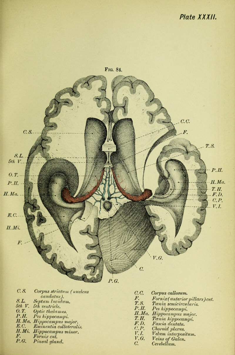 Fig. 84. C. S. Corpus striatum, (n ucleus caudatus). S.L. Septum lucidum. 5th V. 5th ventricle, O. T. Optic thalamus. P. H. Pes hippocampi. R. Ma. Hippocampus major. E. C. Eminentia collateralis. H. Mi. Hippocampus minor. F. Fornix cut. P. G. Pineal gland. C. C. Corpus callosum. F. Fornix(anterior pillars) cut. T. S. Tania semicircu laris. P.H. Pes hippocampi. H. Ma. Hippocampus major. T. H. Tania hippocampi. F. D. Fascia dentata. C. P. Choroid plexus. V. I. Velum interpositum. V. G. Veins of Galen. C. Cerebellum.