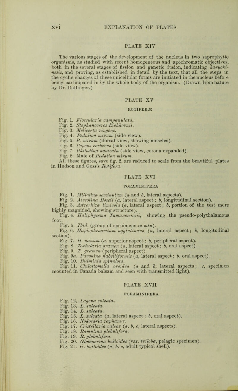 PLATE XIV The various stages of the development of the nucleus in two saprophytic organisms, as studied with recent homogeneous and apochromatic objectives, both in the several stages of fission and genetic fusion, indicating Itaryold- nesis, and proving, as established in detail by the text, that all the steps in the cyclic changes of these unicellular forms are initiated in the nucleus befoi e being participated in by the whole body of the organism. (Drawn from nature by Dr. Dallinger.) PLATE XV ROTIFERS Fig. 1. Floscularia campanulata. Fig. 2. Stephanoceros Eichhornii. Fig. 3. Melicerta ringens. Fig. 4. Pedalion mirum (side view). Fig. 5. P. mirum (dorsal view, showing muscles). Fig. 6. Copens cerberus (side view). Fig. 7. Philodina aculeata (side view, corona expanded). Fig. 8. Male of Pedalion mirum. All these figures, save fig. 2, are reduced to scale from the beautiful plates in Hudson and Goss’s Rotifer a. PLATE XVI FORAMINIFERA Fig. 1. Miliolina seminulum (a and b, lateral aspects). Fig. 2. Alveolina Boscii (a, lateral aspect; b, longitudinal section). Fig. 3. Astrorhiza limicola {a, lateral aspect; b, portion of the test more highly magnified, showing structure). Fig. 4. Haliphysema Tumanorviczii, showing the pseudo-polythalamous foot. Fig. 5. Ibid, (group of specimens in situ). Fig. 6. llaplopliragmiuni agglutinans (a, lateral aspect; b, longitudinal section). Fig. 7. H. nanum (a, superior aspect; b, peripheral aspect). Fig. 8. Textularia gramen (#, lateral aspect; b, oral aspect). Fig. 9. T. gramen (peripheral aspect). Fig. 9a. Pavonina Jlabelliformis (a, lateral aspect; b, oral aspect). Fig. 10. Bulminia spinulosa. Fig. 11. Chilostomella ovoidea (a and b, lateral aspects; c, specimen mounted in Canada balsam and seen with transmitted light). PLATE XVII FORAMINIFERA Fig. 12. Lagena sulcata. Fig. 13. L. sulcata. Fig. 14. L. sulcata. Fig. 15. L. sulcata (a, lateral aspect; b, oral aspect). Fig. 16. Nodosaria raphanvs. Fig. 17. Cristellaria calcar (<a, b, c, lateral aspects). Fig. 18. Ramulina globulifera. Fig. 19. R. globulifera. Fig. 20. Globigerina bulloides (var. triloba, pelagic specimen). Fig. 21. G. bulloides (a, b. c, adult typical shell).