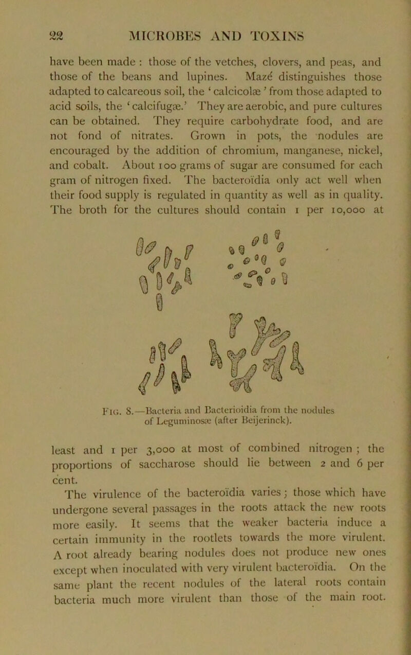 hâve been made : those of the vetches, clovers, and peas, and those of the beans and lupines. Mazé distinguishes those adapted to calcareous soil, the ‘ calcicolæ ’ froni those adapted to acid soils, the ‘calcifugæ.’ They are aérobic, and pure cultures can be obtained. They require carbohydrate food, and are not fond of nitrates. Grown in pots, the nodules are encouraged by the addition of chromium, manganèse, nickel, and cobalt. About ioo grains of sugar are consumed for each grain of nitrogen fixed. The bacteroïdia only act well when their food supply is regulated in quantity as well as in quality. The broth for the cultures should contain i per 10,000 at least and 1 per 3,000 at inost of combined nitrogen ; the proportions of saccharose should lie between 2 and 6 per cent. The virulence of the bacteroïdia varies ; those which hâve undergone several passages in the roots attack the new roots more easily. It seems that the weaker bacteria induce a certain immunity in the rootlets towards the more virulent. A root already bearing nodules does not produce new ones except when inoculated with very virulent bacteroïdia. On the same plant the recent nodules of the latéral roots contain bacteria much more virulent than those of the main root. Fig. S.—Bacteria and Bacterioidia from the nodules of Leguminosæ (after Beijerinck).