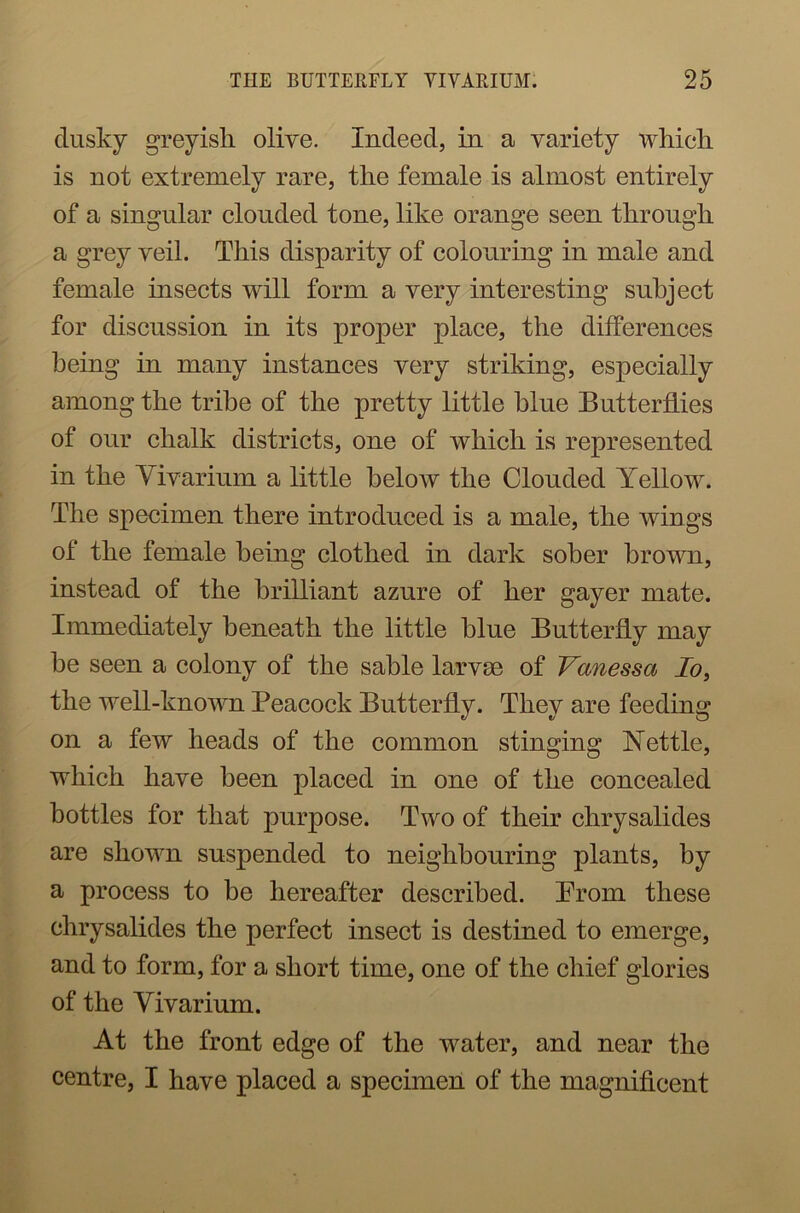 dusky greyish oliYe. Indeed, in a variety which is not extremely rare, the female is almost entirely of a singular clouded tone, like orange seen through a grey veil. This disparity of colouring in male and female insects will form a very interesting subject for discussion in its proper place, the differences being in many instances very striking, especially among the tribe of the pretty little blue Butterflies of our chalk districts, one of which is represented in the Vivarium a little below the Clouded Yellow. The specimen there introduced is a male, the wings of the female being clothed in dark sober brown, instead of the brilliant azure of her gayer mate. Immediately beneath the little blue Butterfly may be seen a colony of the sable larvae of Vanessa Io, the well-known Peacock Butterfly. They are feeding on a few heads of the common stinging Nettle, which have been placed in one of the concealed bottles for that purpose. Two of their chrysalides are shown suspended to neighbouring plants, by a process to be hereafter described. Prom these chrysalides the perfect insect is destined to emerge, and to form, for a short time, one of the chief glories of the Vivarium. At the front edge of the water, and near the centre, I have placed a specimen of the magnificent