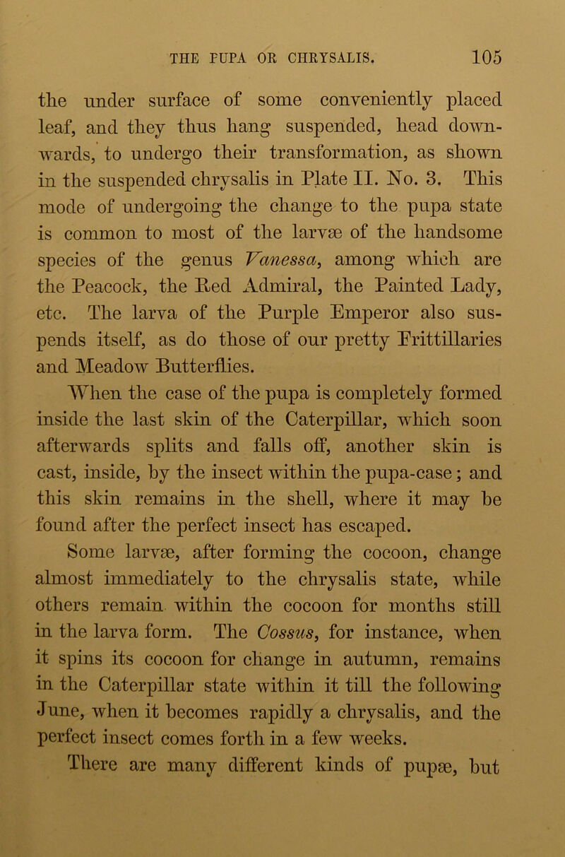 tlie under surface of some conveniently placed leaf, and they thus hang suspended, head down- wards, to undergo their transformation, as shown in the suspended chrysalis in Plate II. No. 3. This mode of undergoing the change to the pupa state is common to most of the larvae of the handsome species of the genus Vanessa, among which are the Peacock, the Red Admiral, the Painted Lady, etc. The larva of the Purple Emperor also sus- pends itself, as do those of our pretty Erittillaries and Meadow Butterflies. When the case of the pupa is completely formed inside the last skin of the Caterpillar, which soon afterwards splits and falls off, another skin is cast, inside, by the insect within the pupa-case; and this skin remains in the shell, where it may he found after the perfect insect has escaped. Some larvae, after forming the cocoon, change almost immediately to the chrysalis state, while others remain within the cocoon for months still in the larva form. The Cossus, for instance, when it spins its cocoon for change in autumn, remains in the Caterpillar state within it till the following June, when it becomes rapidly a chrysalis, and the perfect insect comes forth in a few weeks. There are many different kinds of pupae, but