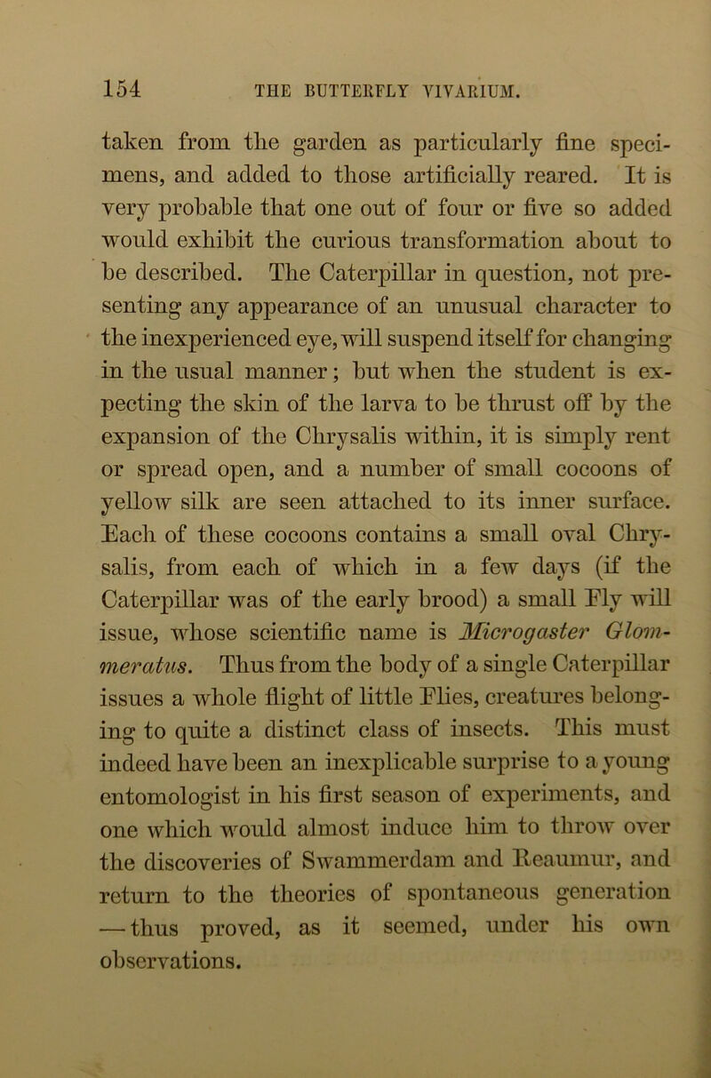 taken from tlie garden as particularly fine speci- mens, and added to those artificially reared. It is very probable that one out of four or five so added would exhibit the curious transformation about to be described. The Caterpillar in question, not pre- senting any appearance of an unusual character to the inexperienced eye, will suspend itself for changing in the usual manner; hut when the student is ex- pecting the skin of the larva to he thrust off by the expansion of the Chrysalis within, it is simply rent or spread open, and a number of small cocoons of yellow silk are seen attached to its inner surface. Each of these cocoons contains a small oval Chry- salis, from each of which in a few days (if the Caterpillar was of the early brood) a small Ely will issue, whose scientific name is Microgaster Glom- meratus. Thus from the body of a single Caterpillar issues a whole flight of little Elies, creatures belong- ing to quite a distinct class of insects. This must indeed have been an inexplicable surprise to a young entomologist in his first season of experiments, and one which would almost induce him to throw over the discoveries of Swammerdam and Reaumur, and return to the theories of spontaneous generation — thus proved, as it seemed, under his own observations.