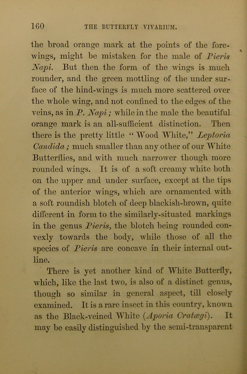 tlie broad orange mark at the points of the fore- wings, might be mistaken for the male of Pier is Napi. But then the form of the wings is much rounder, and the green mottling of the under sur- face of the hind-wings is much more scattered over the whole wing, and not confined to the edges of the veins, as in P. Napi; while in the male the beautiful orange mark is an all-sufficient distinction. Then there is the pretty little “ Wood White,” Leptoria Candida ; much smaller than any other of our White Butterflies, and with much narrower though more rounded wings. It is of a soft creamy white both on the upper and under surface, except at the tips of the anterior wings, which are ornamented with a soft roundish blotch of deep blackish-brown, quite different in form to the similarly-situated markings in the genus Pier is > the blotch being rounded con- vexly towards the body, while those of all the species of Pieris are concave in their internal out- line. There is yet another kind of White Butterfly, which, like the last two, is also of a distinct genus, though so similar in general aspect, till closely examined. It is a rare insect in this country, known as the Black-veined White (.Aporia Cratcegi). It may be easily distinguished by the semi-transparent