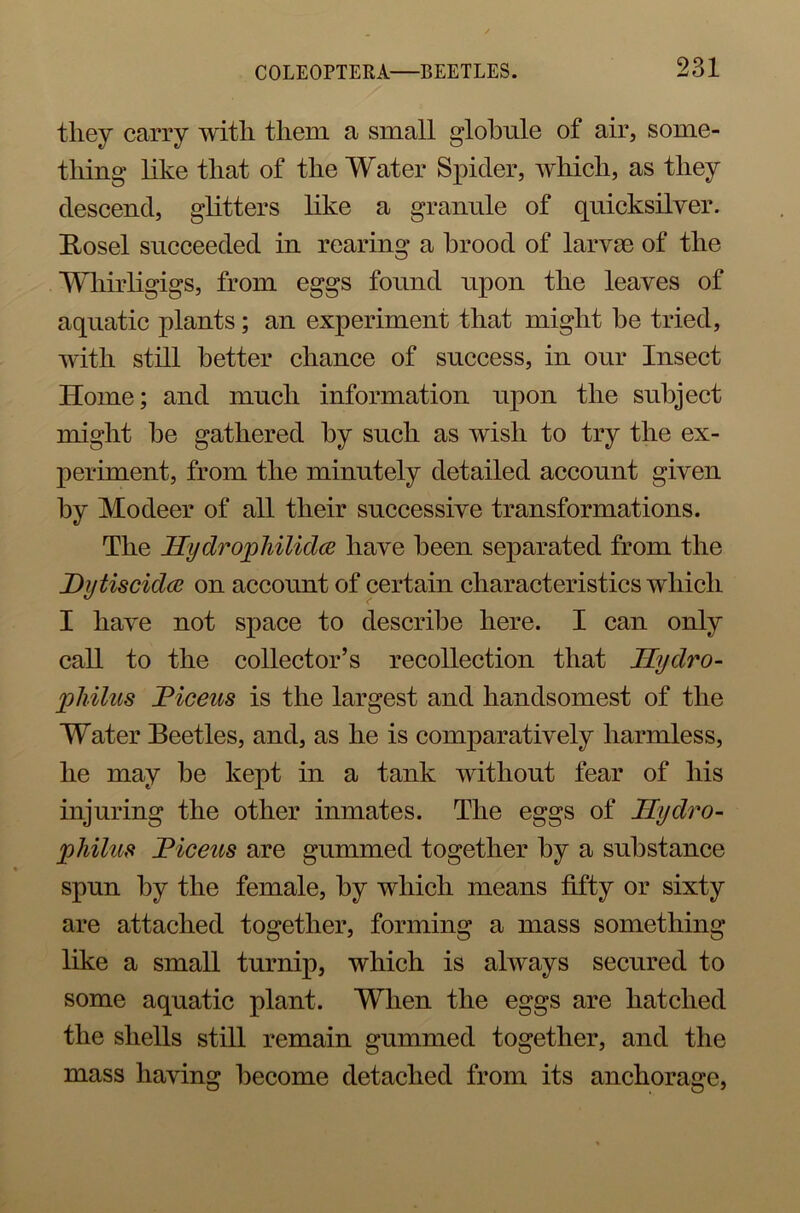 tliey carry with them a small globule of air, some- thing like that of the Water Spider, which, as they descend, glitters like a granule of quicksilver. Bosel succeeded in rearing a brood of larvae of the Whirligigs, from eggs found upon the leaves of aquatic plants; an experiment that might he tried, with still better chance of success, in our Insect Home; and much information upon the subject might be gathered by such as wish to try the ex- periment, from the minutely detailed account given by Modeer of all their successive transformations. The Hydrophilidce have been separated from the Dytiscidcc on account of certain characteristics which I have not space to describe here. I can only call to the collector’s recollection that Hydro- philus JPioeus is the largest and handsomest of the Water Beetles, and, as he is comparatively harmless, he may he kept in a tank without fear of his injuring the other inmates. The eggs of Hydro- philus Ficeus are gummed together by a substance spun by the female, by which means fifty or sixty are attached together, forming a mass something like a small turnip, which is always secured to some aquatic plant. When the eggs are hatched the shells still remain gummed together, and the mass having become detached from its anchorage,