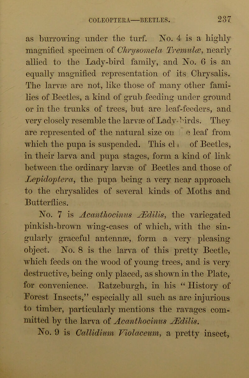 as burrowing under tlie turf. No. 4 is a highly magnified specimen of Chrysomela Tremulcc, nearly allied to the Lady-bird family, and No. 6 is an equally magnified representation of its Chrysalis. The larvae are not, like those of many other fami- lies of Beetles, a kind of grub feeding under ground or in the trunks of trees, but are leaf-feeders, and very closely resemble the larvae of Lady- birds. They are represented of the natural size on e leaf from which the pupa is suspended. This cl * of Beetles, in their larva and pupa stages, form a kind of link between the ordinary larvae of Beetles and those of Lepidoptera, the pupa being a very near approach to the chrysalides of several kinds of Moths and Butterflies. No. 7 is Acanthocinus AEdills, the variegated pinkish-brown wing-cases of which, with the sin- gularly graceful antennae, form a very pleasing object. No. 8 is the larva of this pretty Beetle, which feeds on the wood of young trees, and is very destructive, being only placed, as shown in the Plate, for convenience. Batzeburgli, in his “ History of Porest Insects,” especially all such as are injurious to timber, particularly mentions the ravages com- mitted hy the larva of Acanthocinus AEdilis. No. 9 is Callidium Violaceum, a pretty insect,