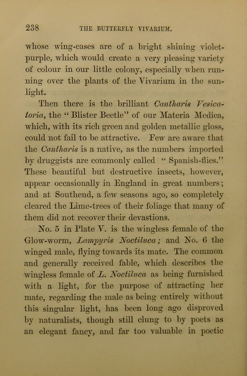 whose wing-cases are of a bright shining violet- purple, which would create a very pleasing variety of colour in our little colony, especially when run- ning over the plants of the Vivarium in the sun- light. Then there is the brilliant Cantharis Vesica- toria, the “ Blister Beetle” of our Materia Medica, which, with its rich green and golden metallic gloss, could not fail to he attractive. Tew are aware that the Cantharis is a native, as the numbers imported by druggists are commonly called “ Spanish-flies.” These beautiful hut destructive insects, however, appear occasionally in England in great numbers; and at Southend, a few seasons ago, so completely cleared the Lime-trees of their foliage that many of them did not recover their devastions. No. 5 in Plate V. is the wingless female of the Glow-worm, Lampyris Noctiluca; and No. 6 the winged male, hying towards its mate. The common and generally received fable, which describes the wingless female of L. Noctiluca as being furnished with a light, for the purpose of attracting her mate, regarding the male as being entirely without this singular light, has been long ago disproved by naturalists, though still clung to by poets as an elegant fancy, and far too valuable in poetic
