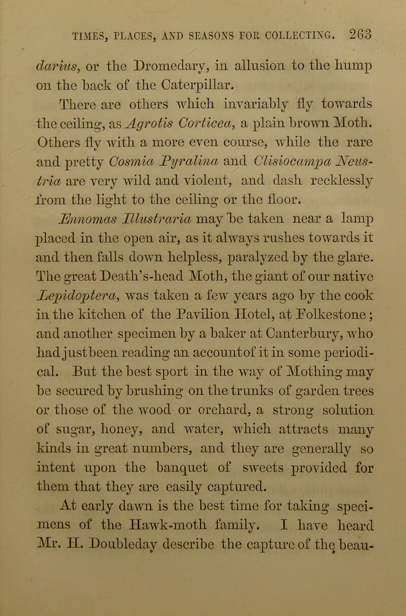 clarius, or the Dromedary, in allusion to the hump on the hack of the Caterpillar. There are others which invariably fly towards the ceiling, as Agrotis Corticea, a plain brown Moth. Others fly with a more even course, while the rare and pretty Cosmia Uyralina and Clisiocampa Neiis- tria are very wild and violent, and dash recklessly from the light to the ceiling or the floor. Unnomas Illustrarici may he taken near a lamp placed in the open air, as it always rushes towards it and then falls down helpless, paralyzed by the glare. The great Death’s-head Moth, the giant of our native Lepicloptera, was taken a few years ago by the cook in the kitchen of the Pavilion Hotel, at Polkestone; and another specimen by a baker at Canterbury, who had justbeen reading an account of it in some periodi- cal. But the best sport in the way of Motliing may be secured by brushing on the trunks of garden trees or those of the wood or orchard, a strong solution of sugar, honey, and water, which attracts many kinds in great numbers, and they are generally so intent upon the banquet of sweets provided for them that they are easily captured. At early dawn is the best time for taking speci- mens of the Hawk-moth family. I have heard Mr. II. Doubleday describe the capture of the beau-