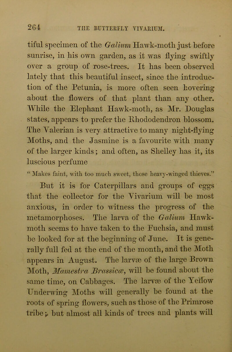 tiful specimen of the Galium Hawk-motli just before sunrise, in his own garden, as it was flying swiftly over a group of rose-trees. It has been observed lately that this beautiful insect, since the introduc- tion of the Petunia, is more often seen hovering about the flowers of that jilant than any other. While the Elephant Hawk-moth, as Mr. Douglas states, appears to prefer the llhododendron blossom. The Valerian is very attractive to many night-flying Moths, and the Jasmine is a favourite with many of the larger kinds; and often, as Shelley has it, its luscious perfume “ Makes faint, with too much sweet, those heavy-winged thieves.” Put it is for Caterpillars and groups of eggs that the collector for the Vivarium will be most anxious, in order to witness the progress of the metamorphoses. The larva of the Galium Hawk- motli seems to have taken to the Euclisia, and must he looked for at the beginning of June. It is gene- rally full fed at the end of the month, and the Moth appears in August. The larvae of the large Brown Moth, Mamestra JBrassiccc, will he found about the same time, on Cabbages. The larvae of the Yellow Under wing Moths will generally he lound at the roots of spring flowers, such as those of the Primrose tribehut almost all kinds of trees and plants will